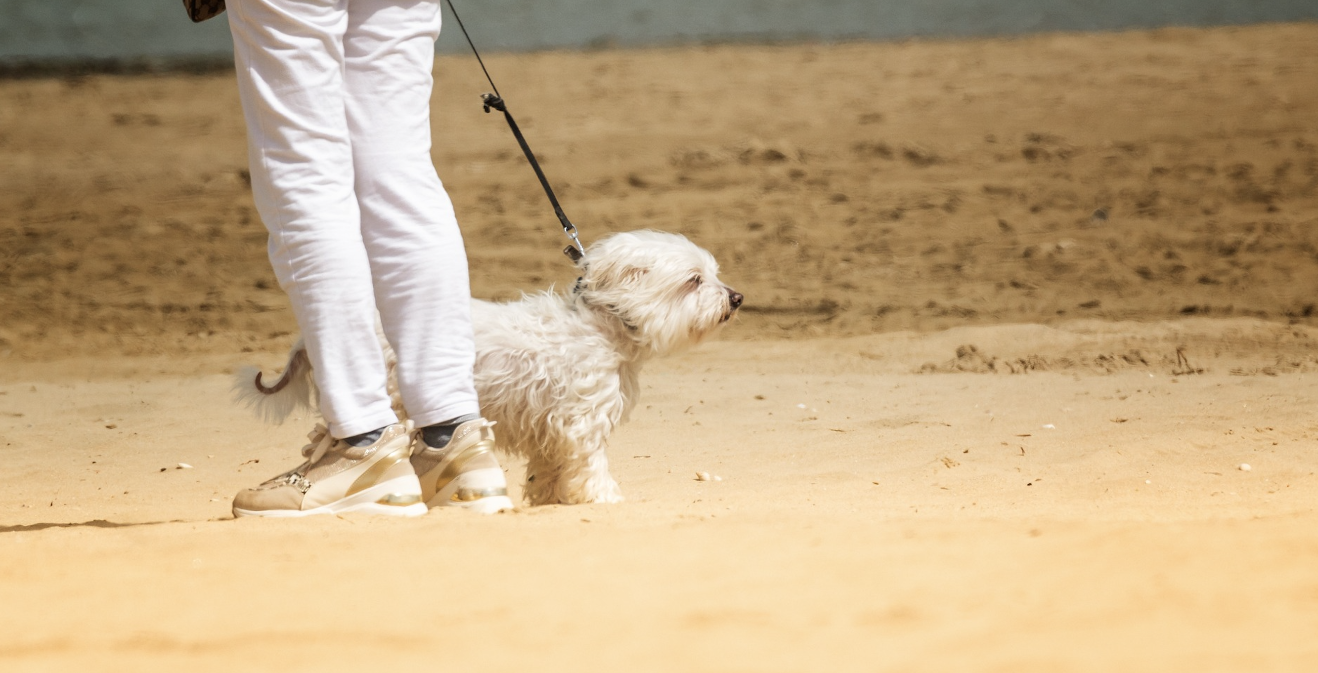 Hunde am Naturstrand von Hooksiel