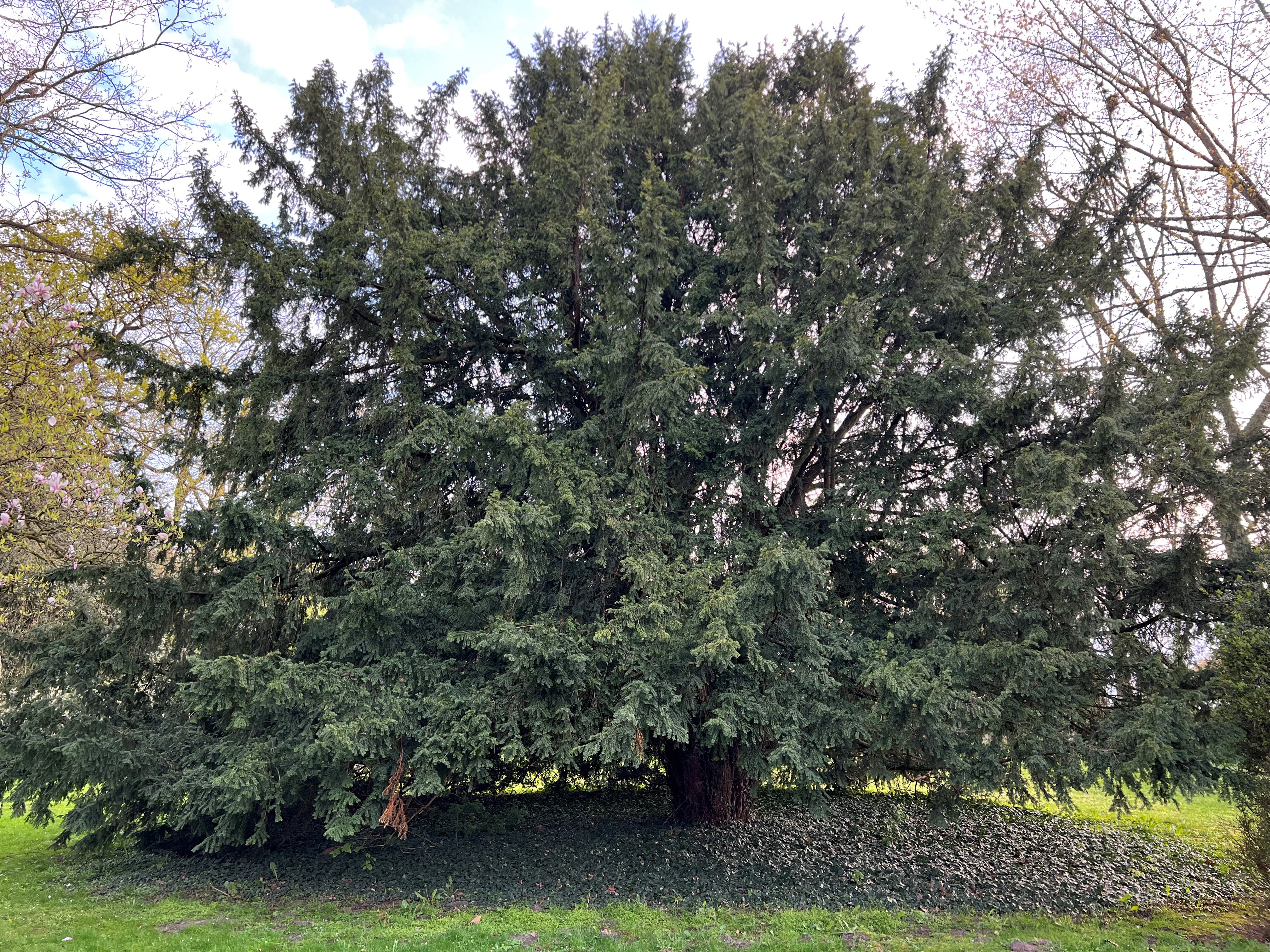 Eibe in Thedinghausen (Nationalerbe-Baum)