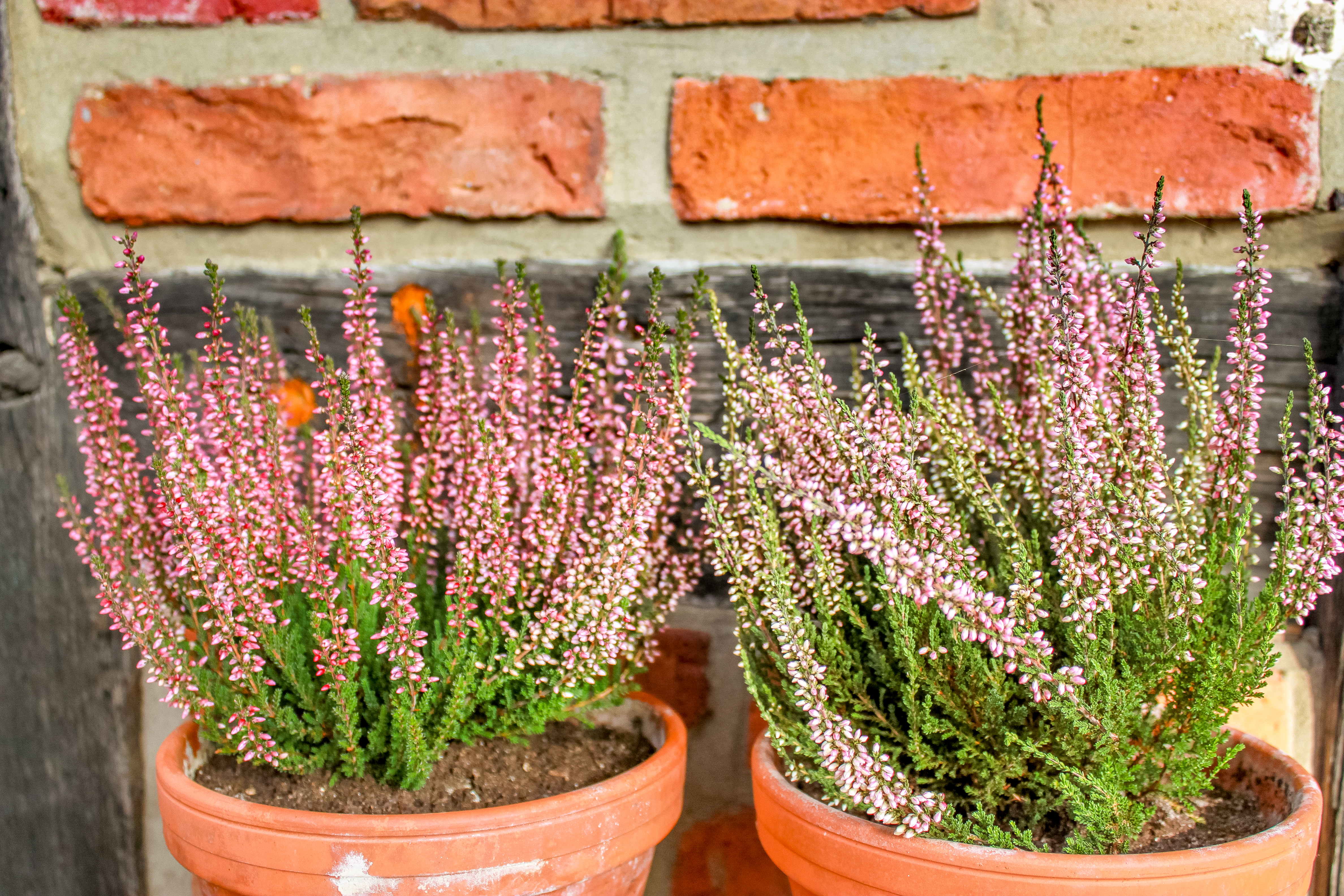 Original Heide im Garten pflanzen? Geht nicht