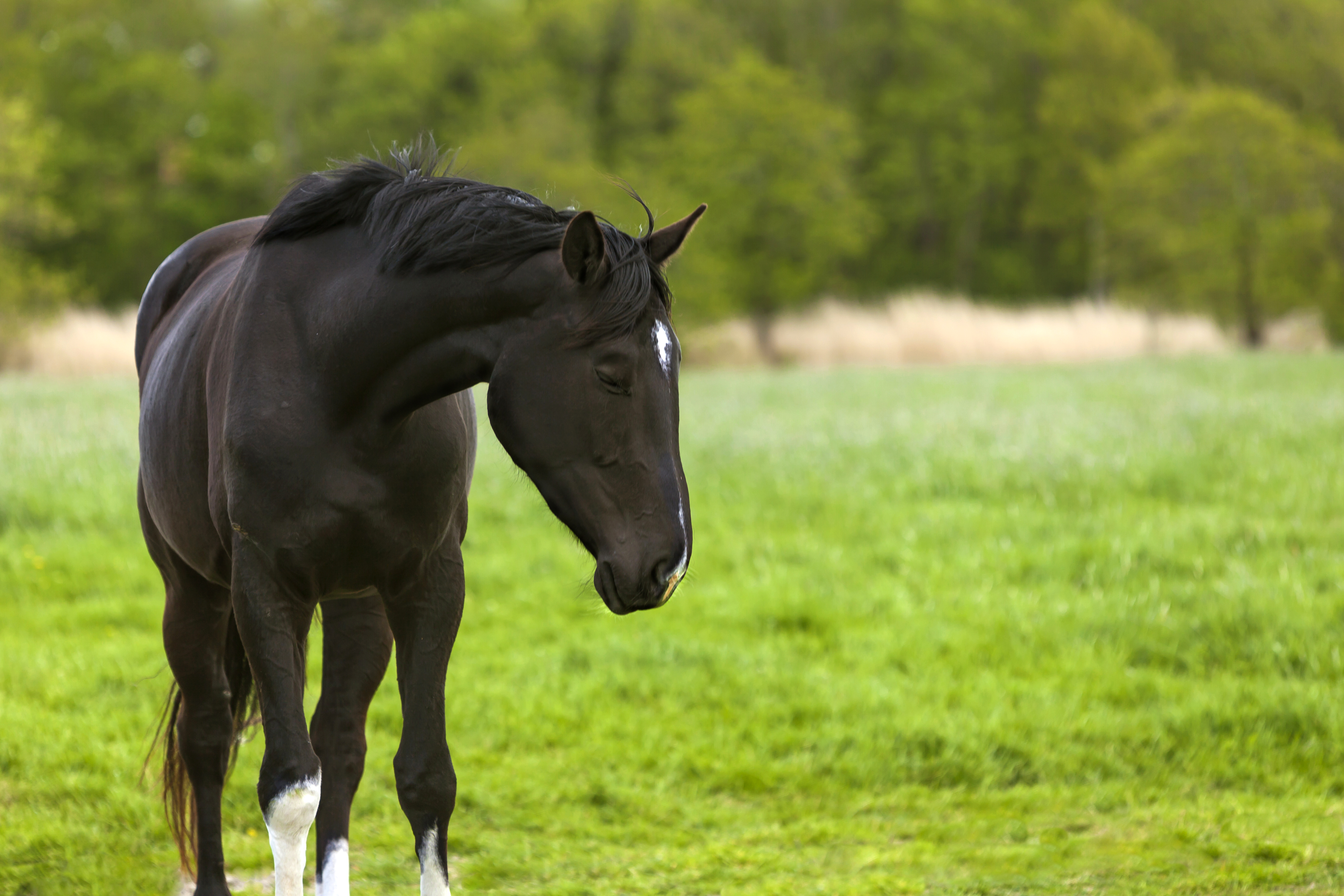 Ponyhof See-Pferdchen