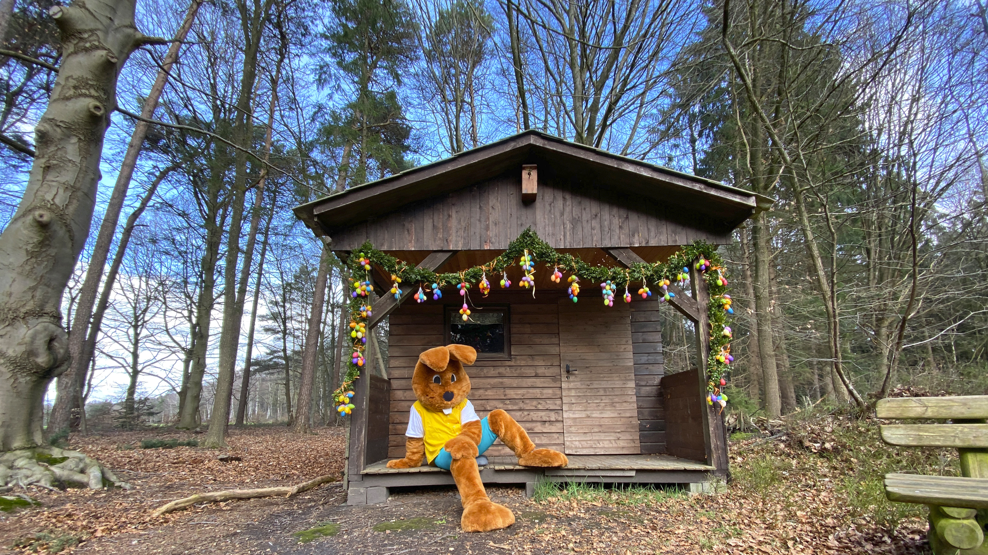 Hanni Hase Wald im Godenstedter Holz