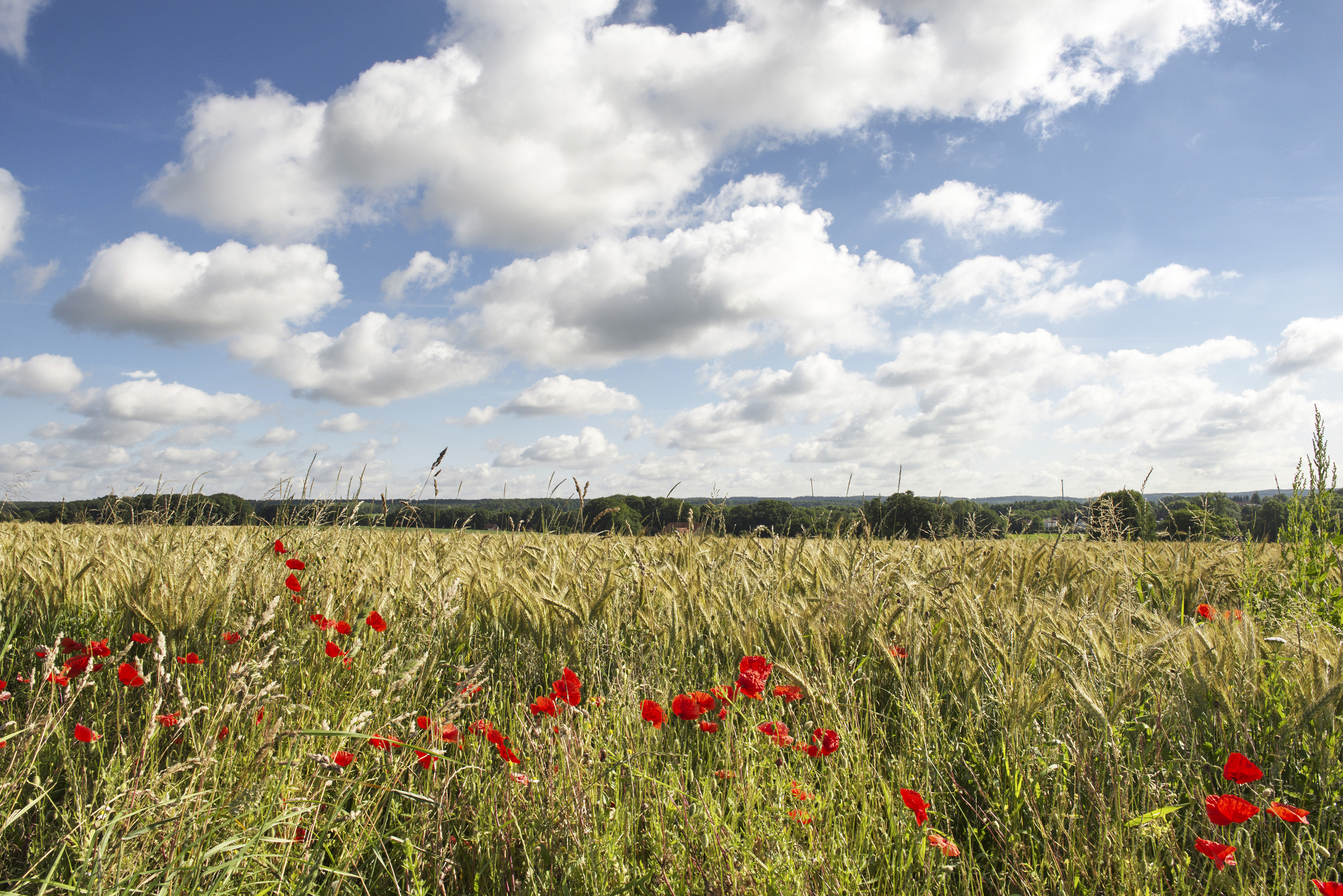 Wallenhorst