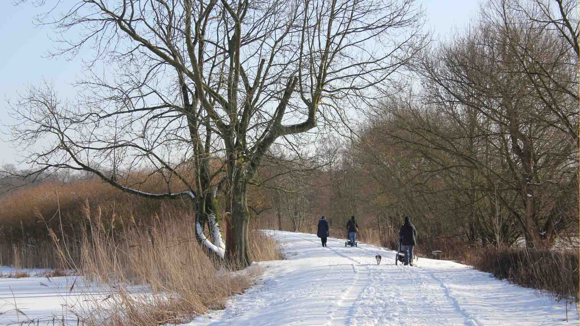 Bild vergrößern: Die Dammaschwiese im Winter