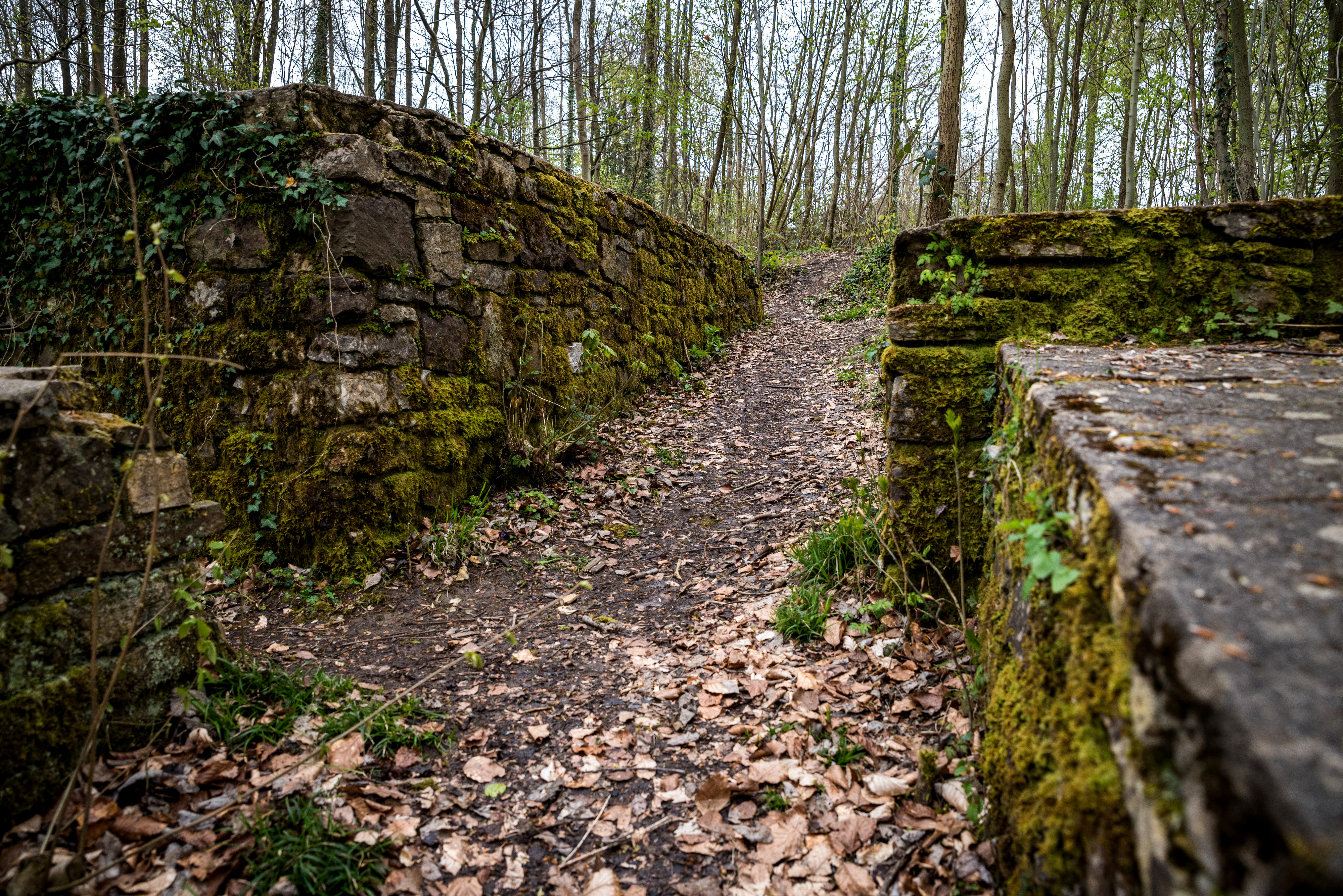 Ruine Wittekindsburg