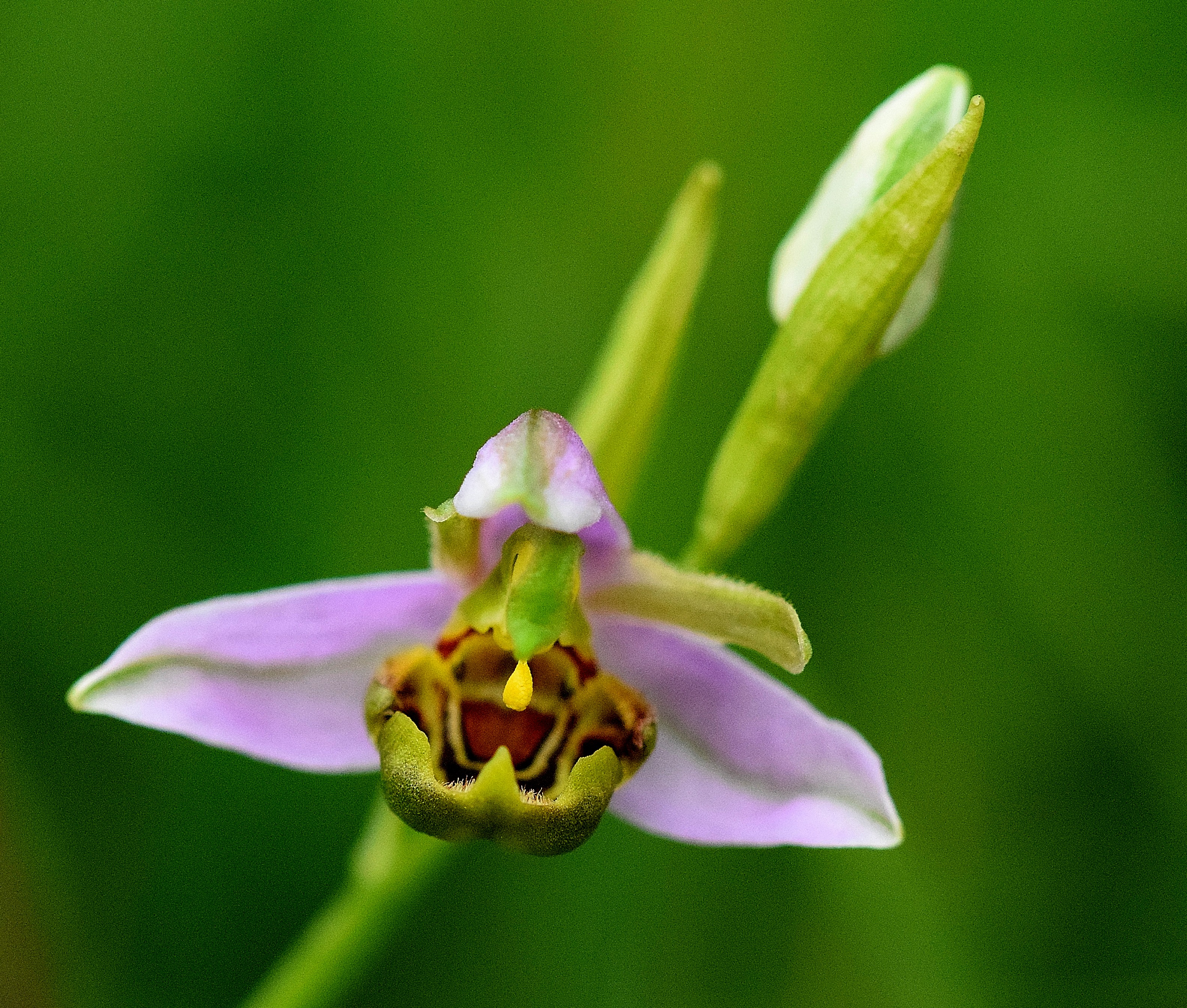 Orchideenwiese am Silberberg