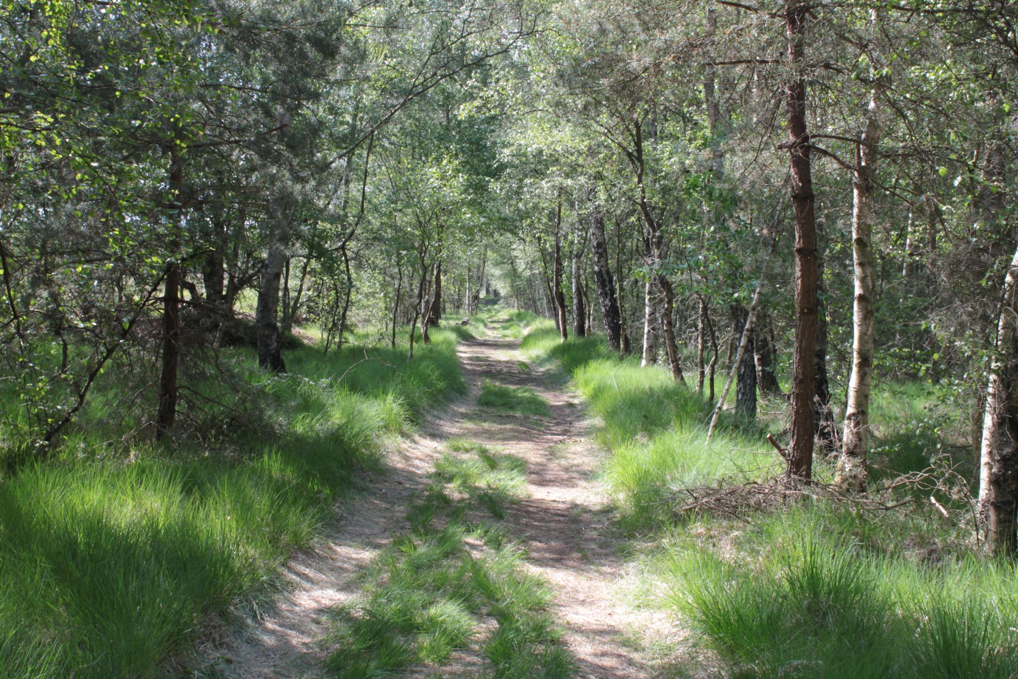 Moorlehrpfad Hahlener Moor