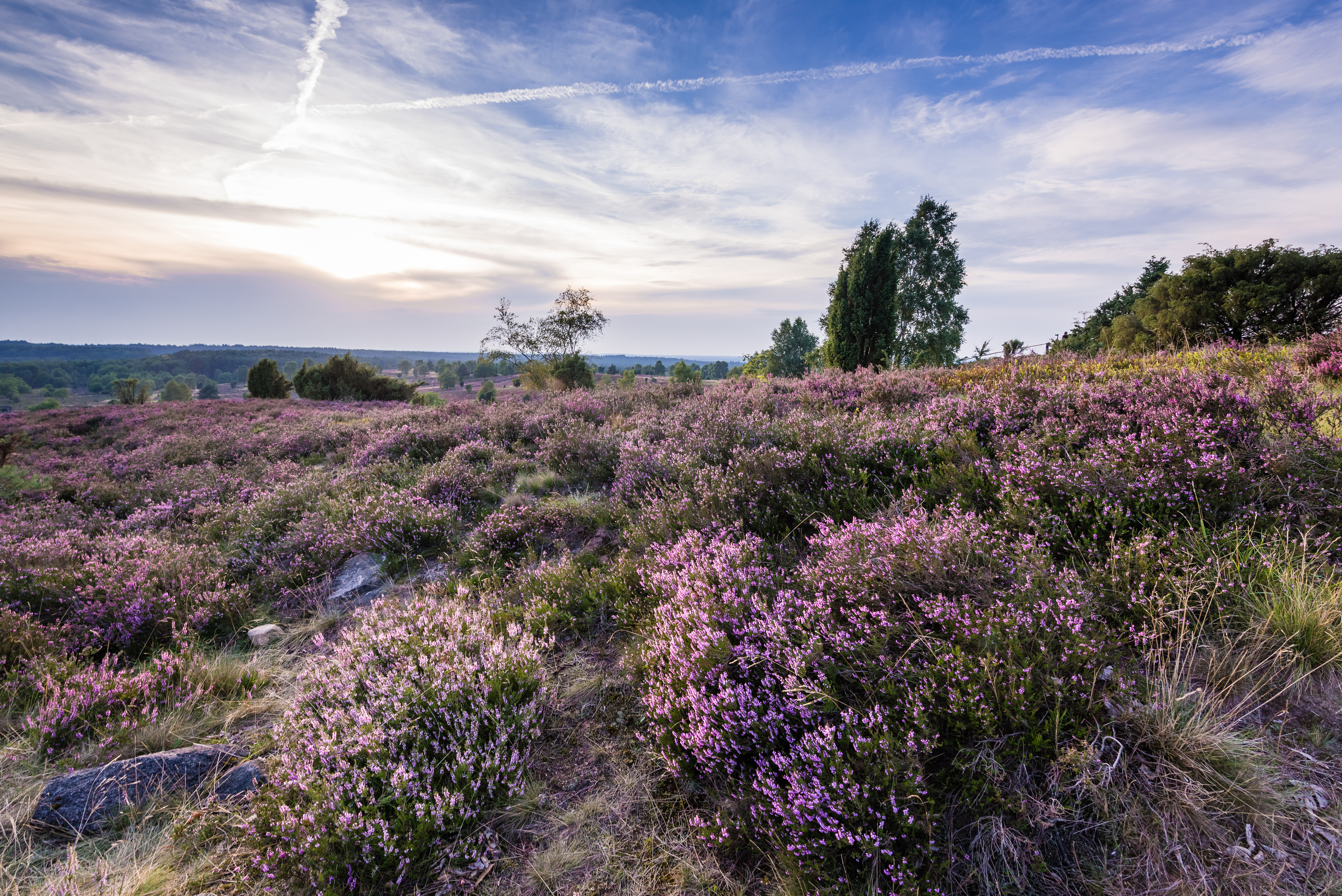 Naturschutzgebiet Lüneburger Heide