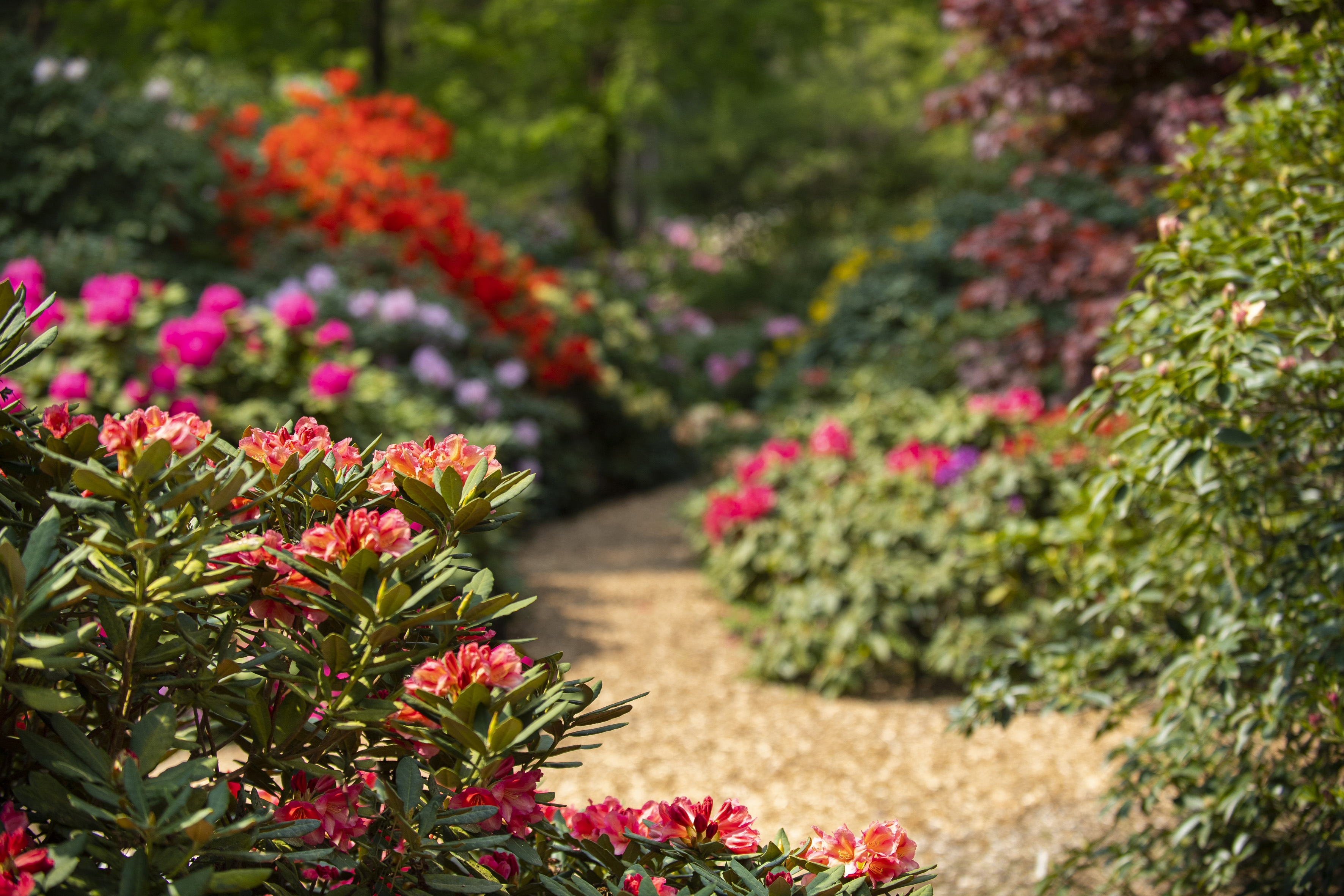 Rhododendronpark Hobbie