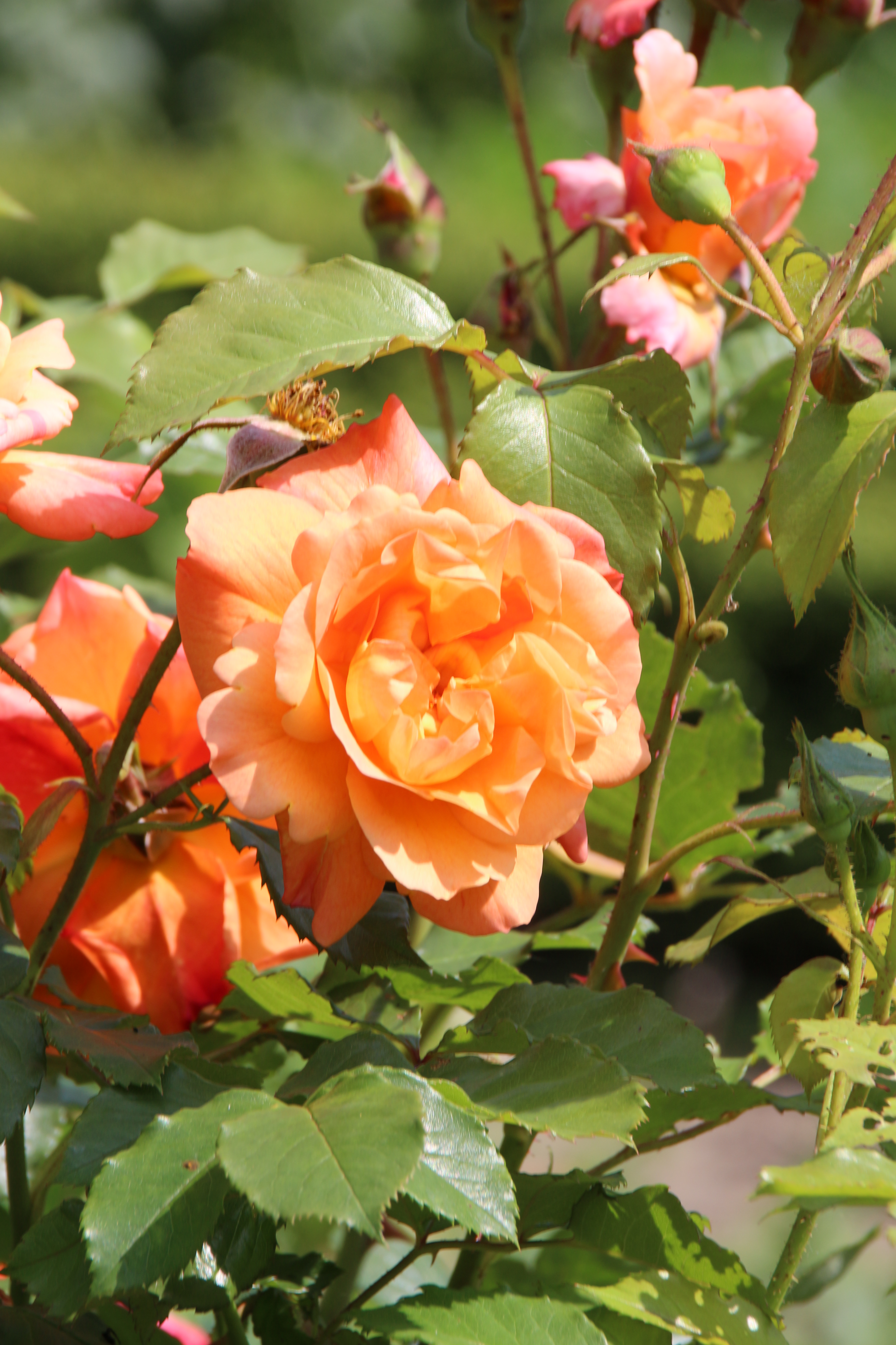 Schades Garten