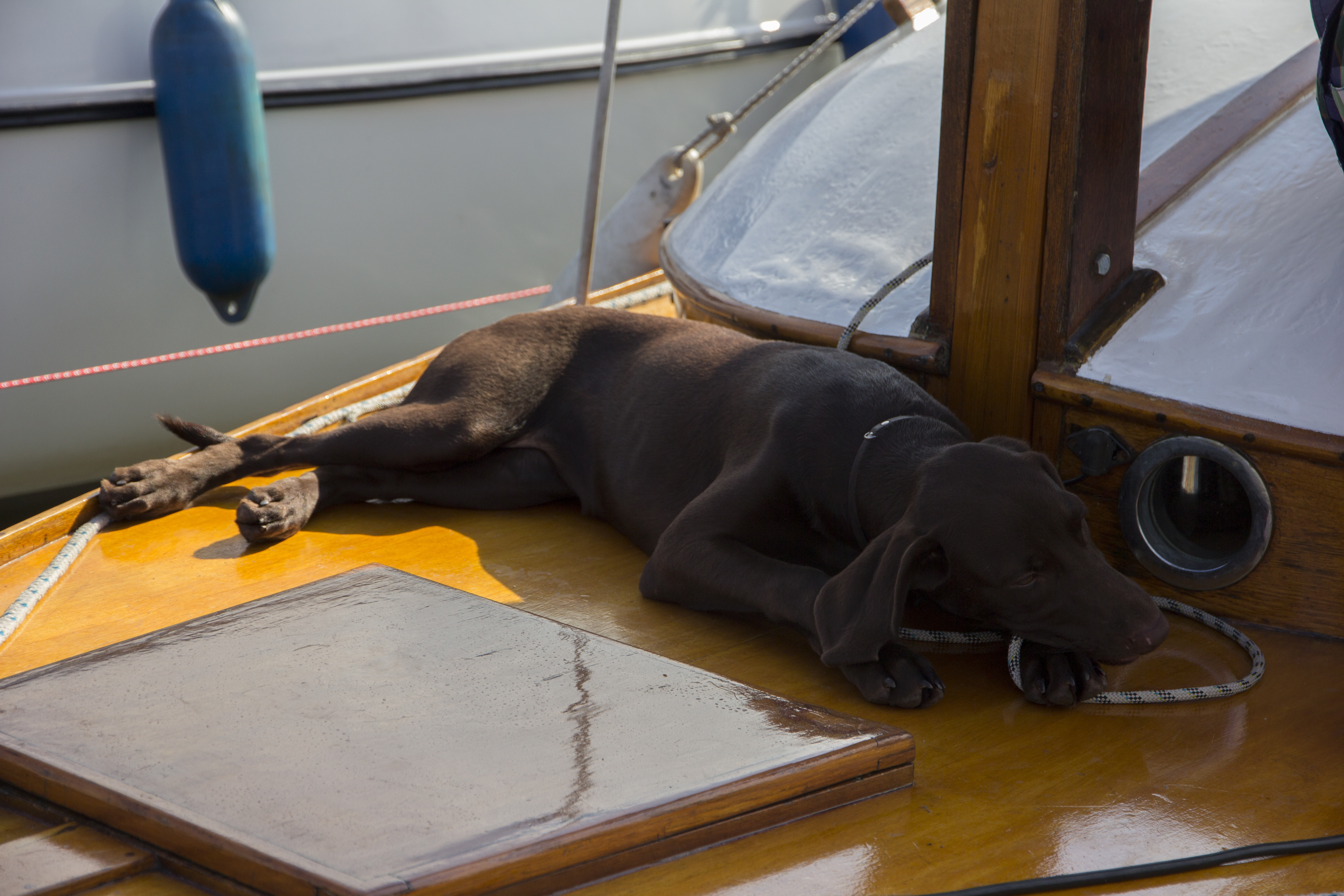 Boot mit Hund