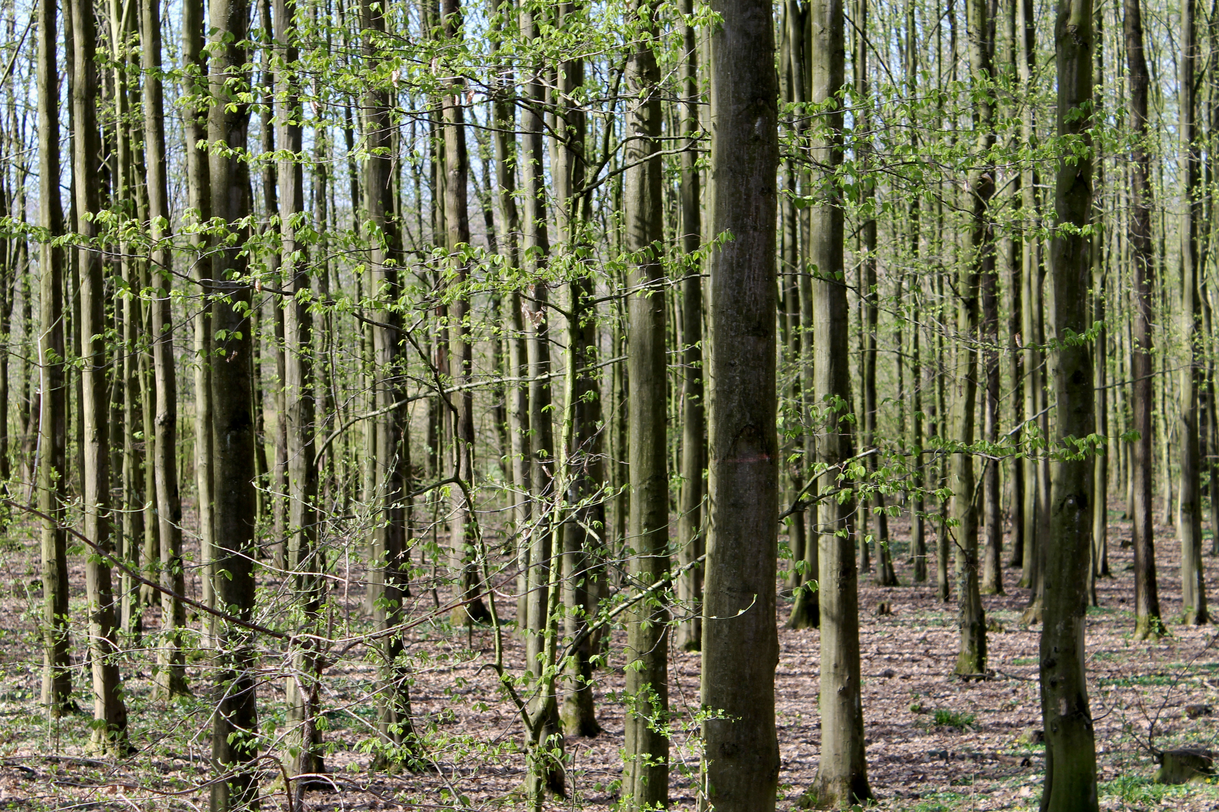 gut leidenhausen wahner heide und konigsforst kolntourismus