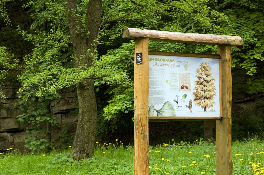 Info-Tafel am Gingko-Baum im Arboretum Bad Driburg