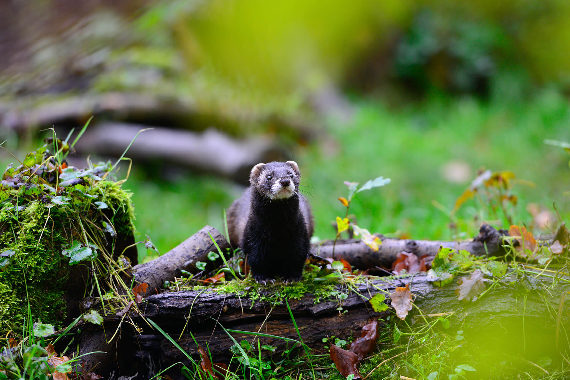 Iltis im Otter-Zentrum