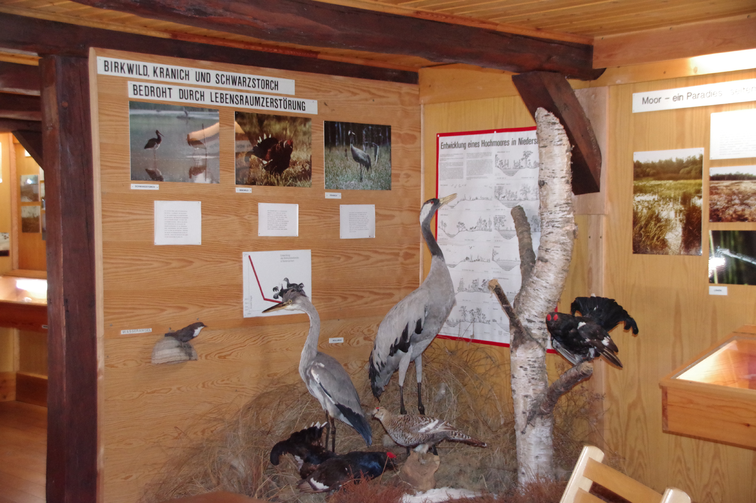 Haus der Landschaft Knesebeck Vogelausstellung