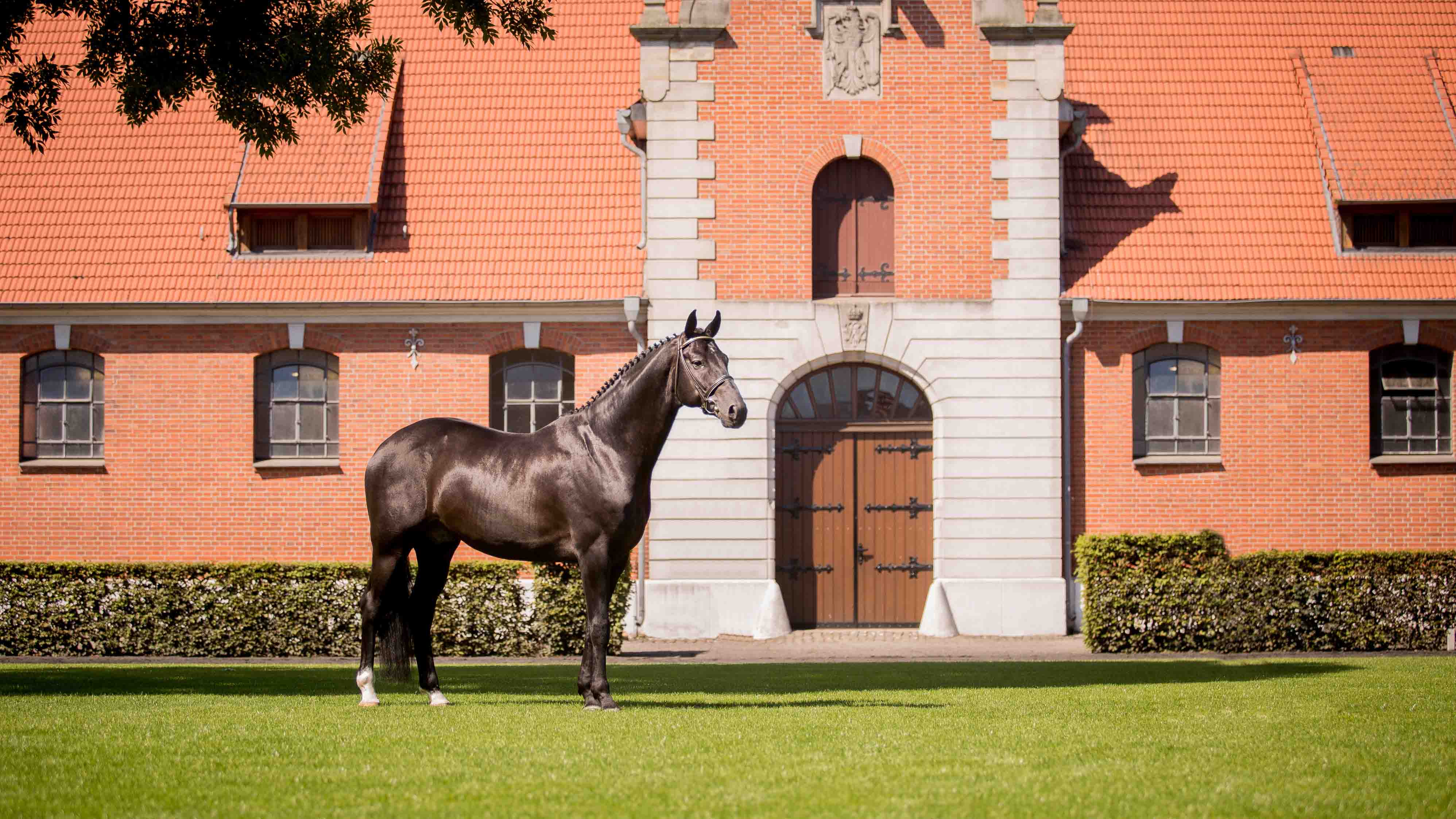 Lower Saxony State Horse Stud, Celle