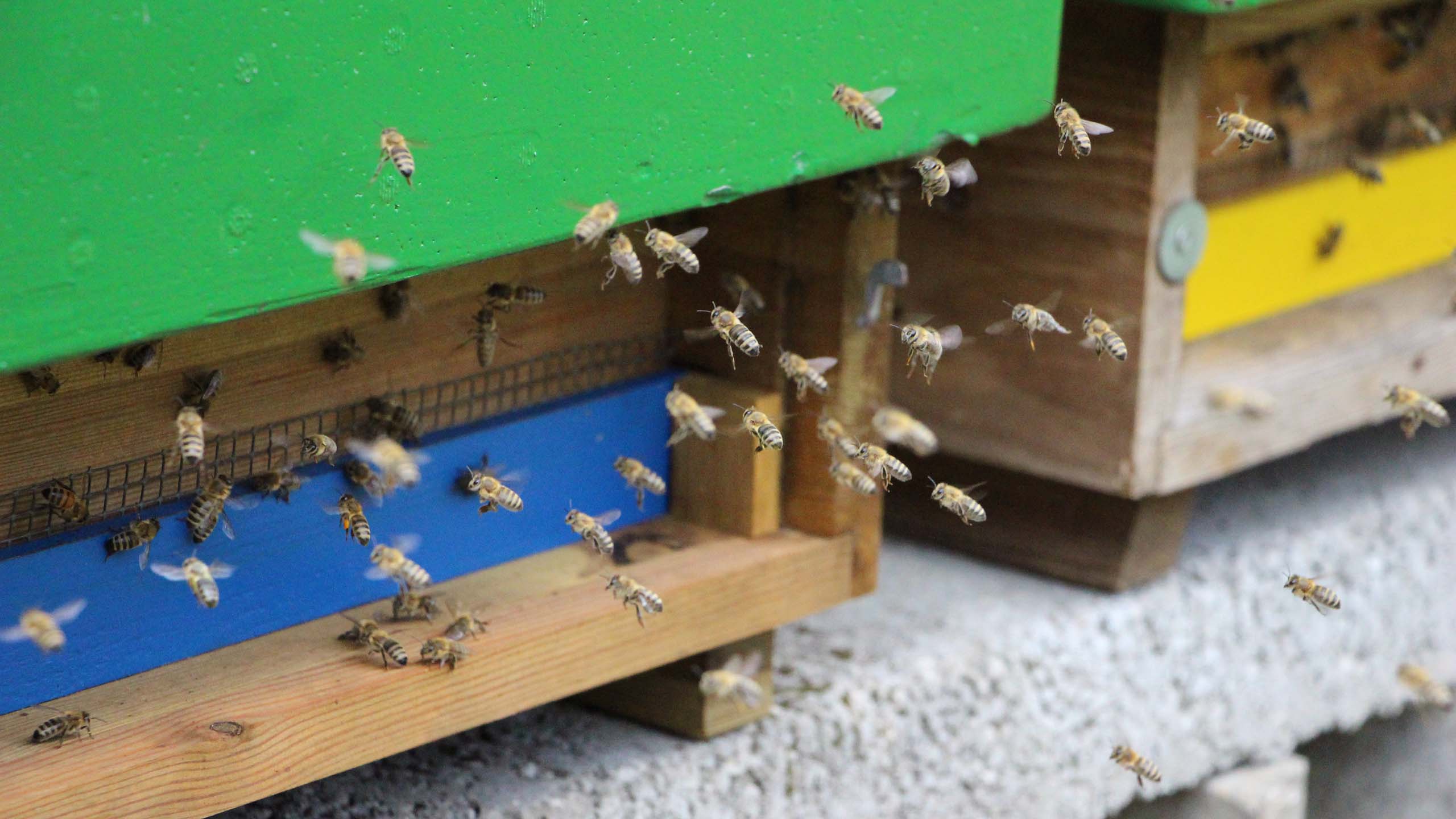 LAVES Institute for Apiculture, Bees