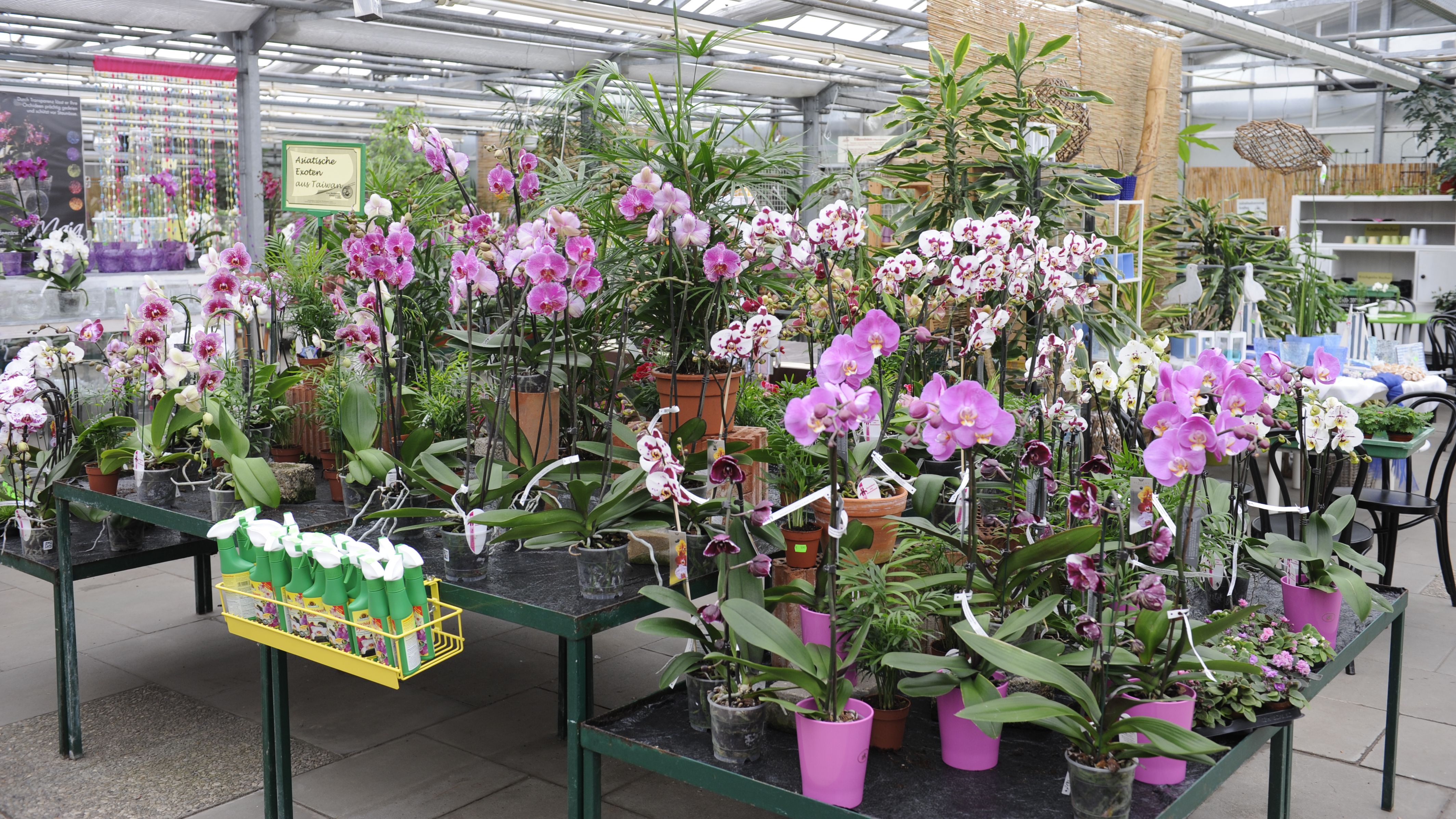 The Orchid Centre Wichmann