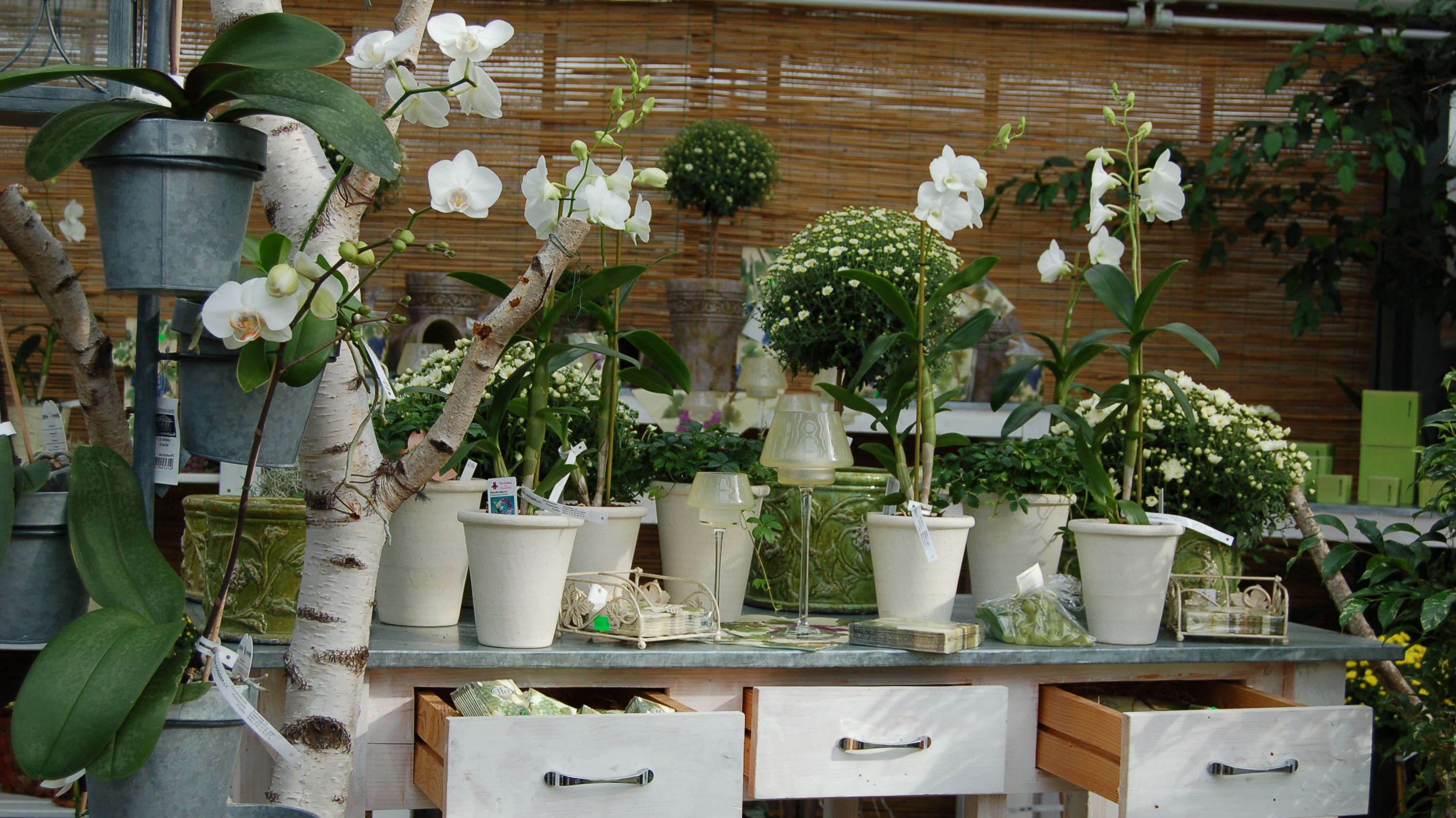 Orchideen Zentrum Wichmann