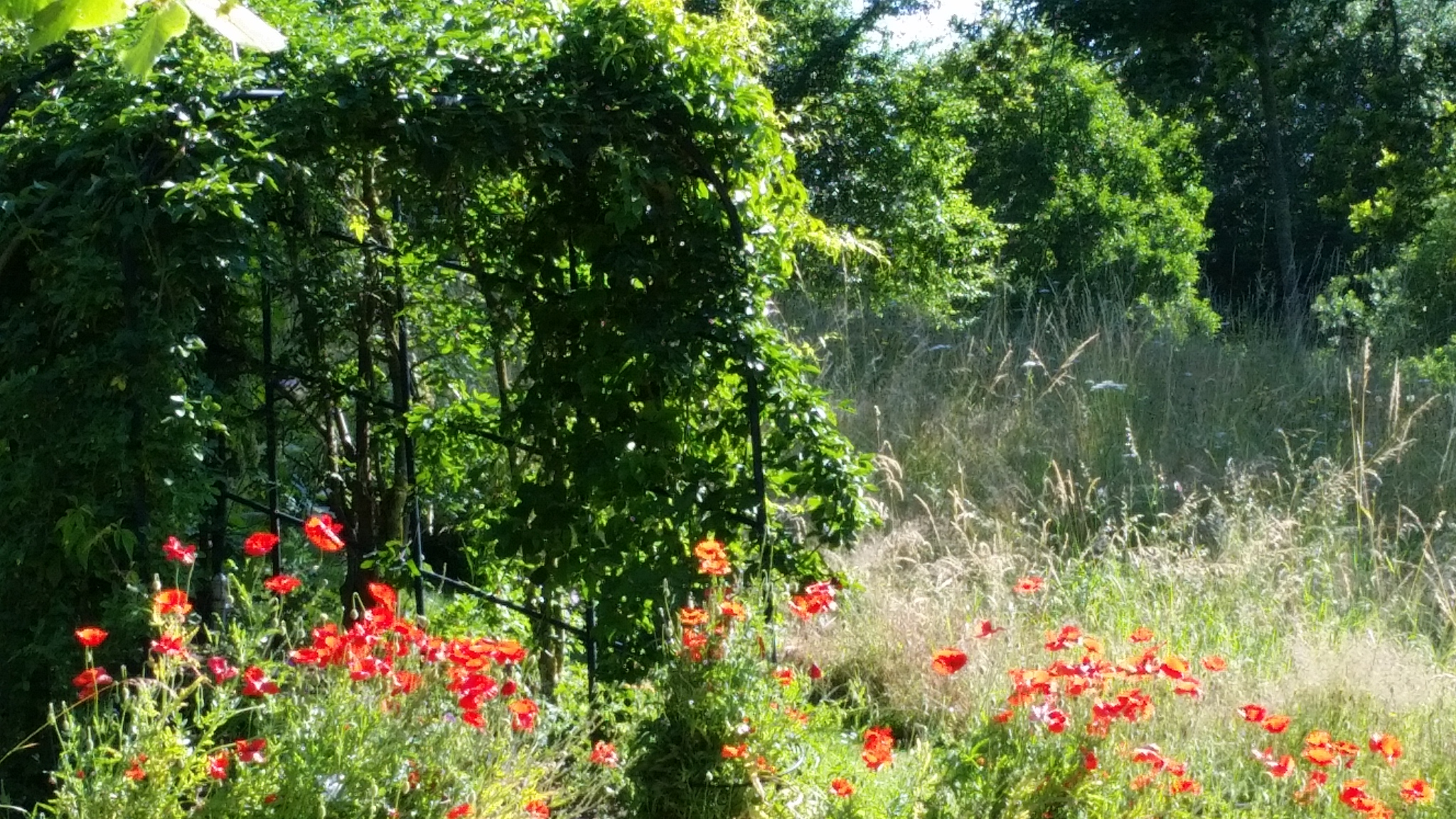A poppy meadow in the Celle medicinal herb garden
