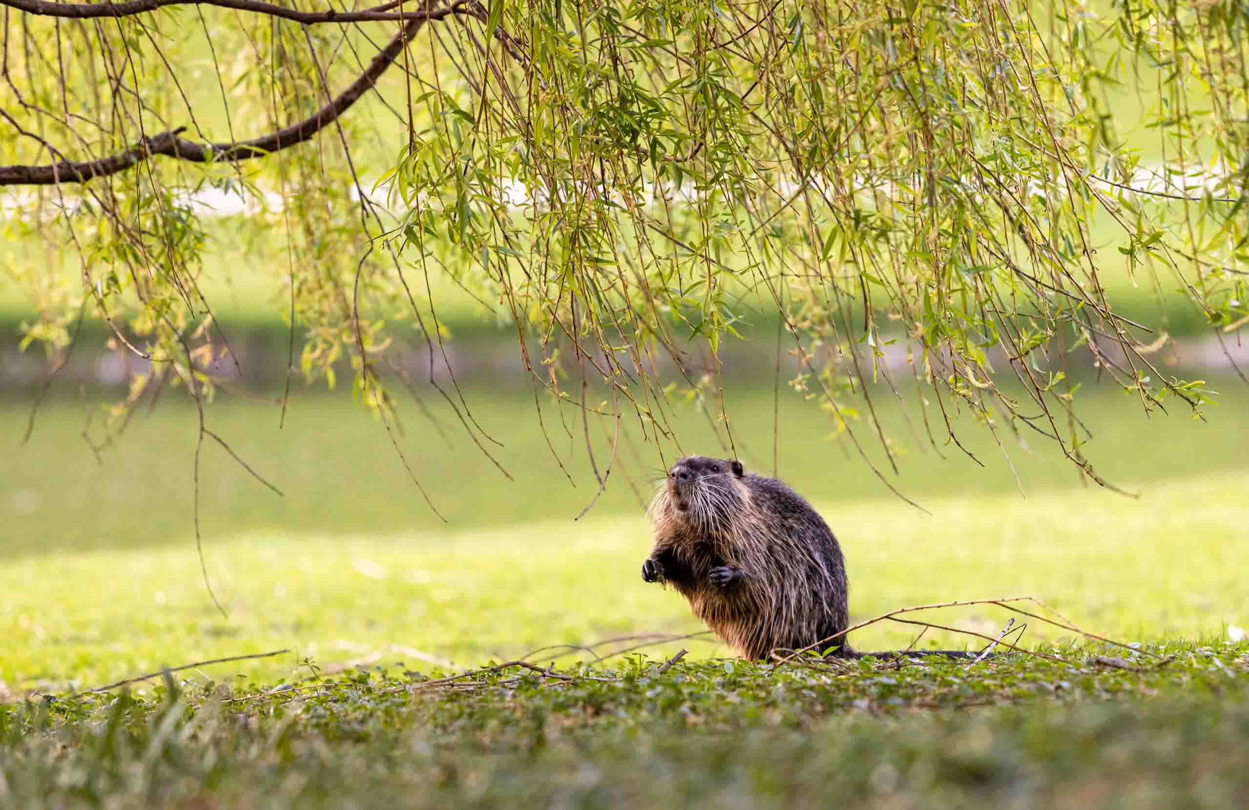 Celler Schlosspark, Nutria