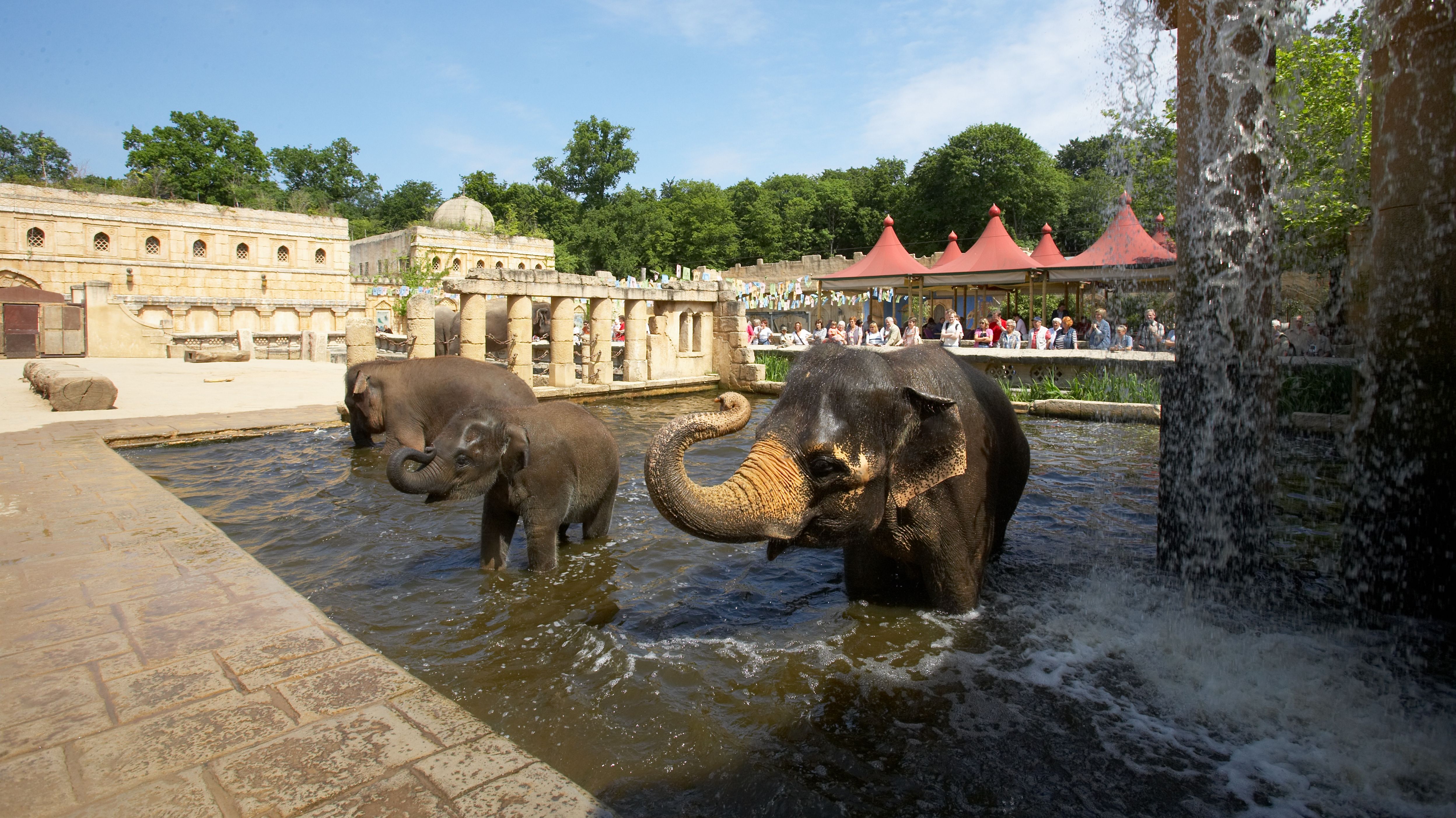 Elefanten baden im Erlebnis-Zoo Hannover
