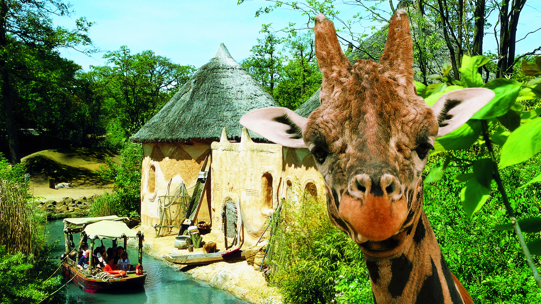 Giraffen im Erlebnis-Zoo Hannover