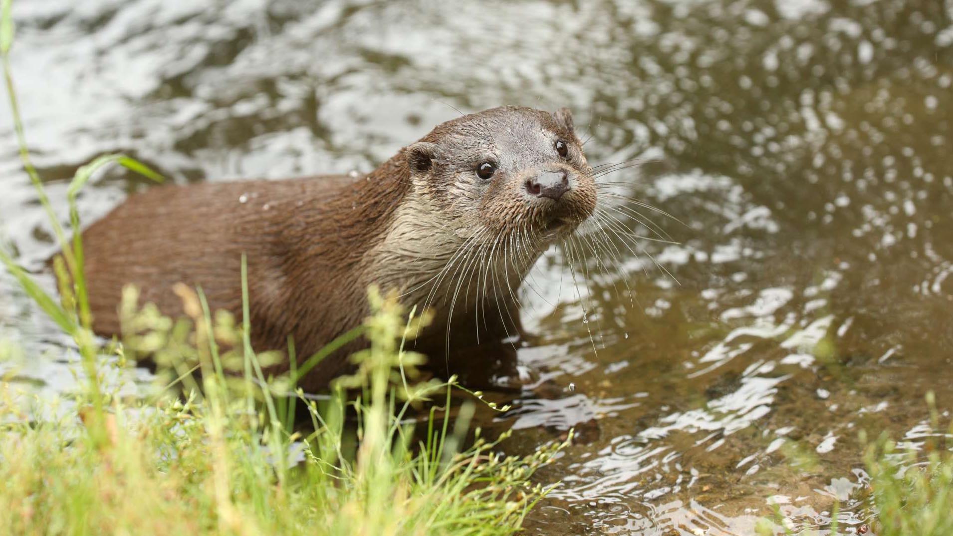 Hankensbüttel Otter Centre