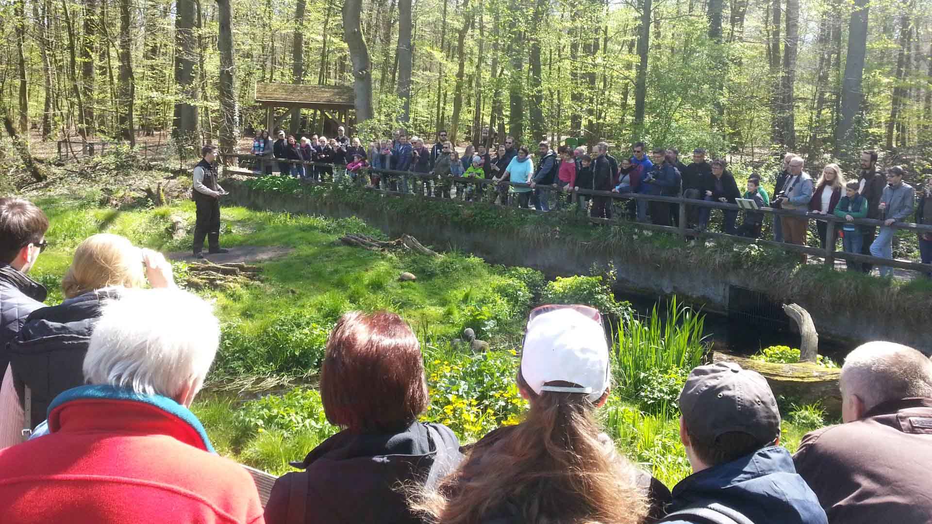 Feeding the polecats at OTTER-ZENTRUM Hankensbüttel