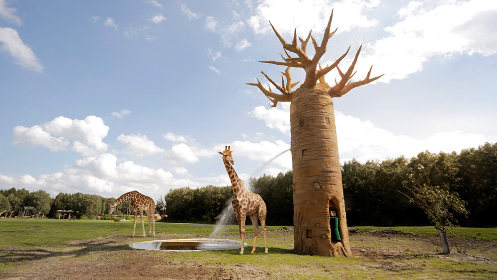 Giraffes in Serengeti Park