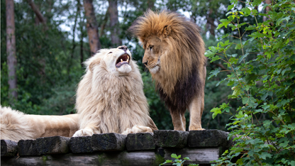 Lions in Safariland Stukenbrock