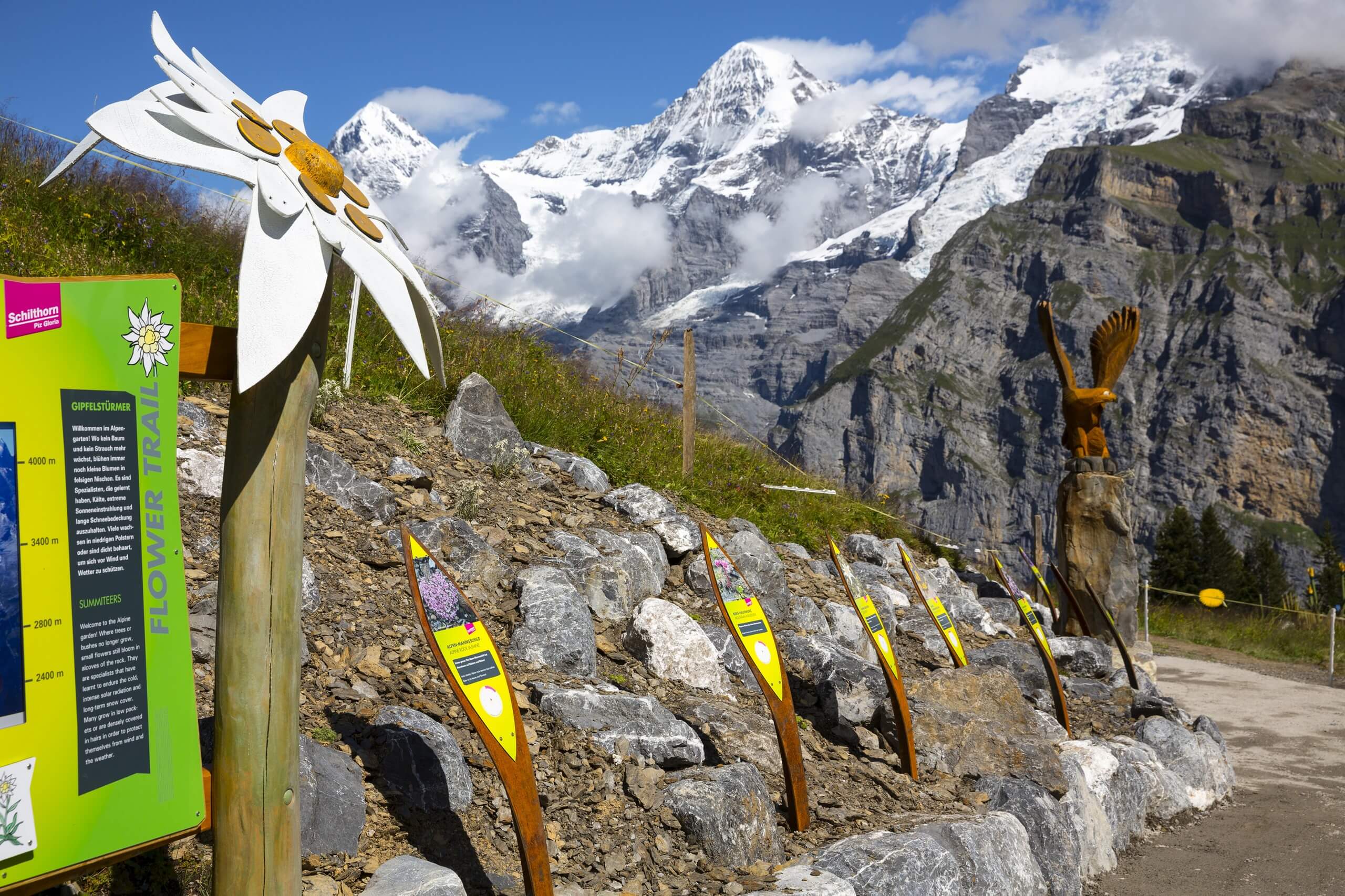 schilthorn-allmendhubel-sommer-flower-trail