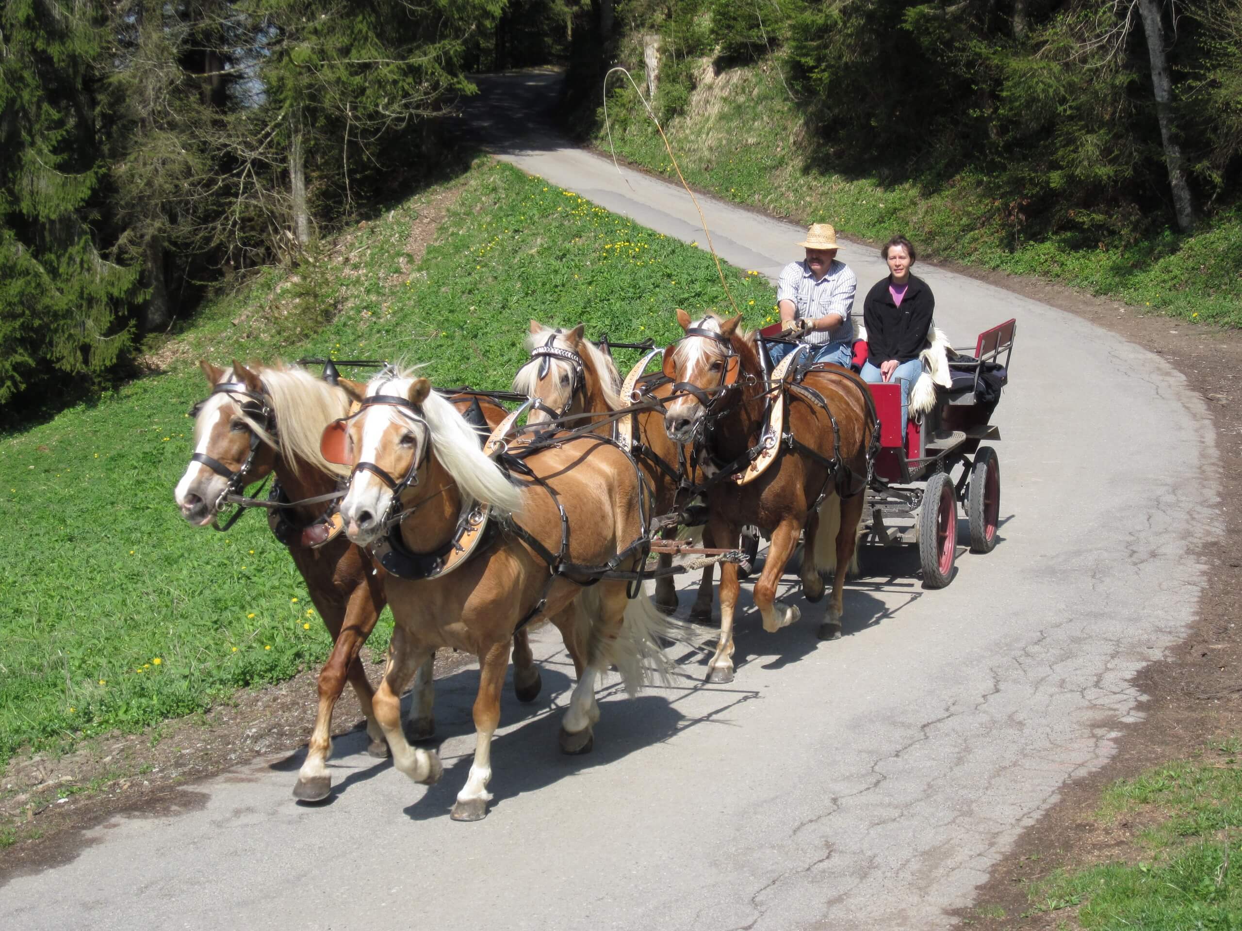 aeschi-kutschenfahrt-rundfahrt-sommer-pferde