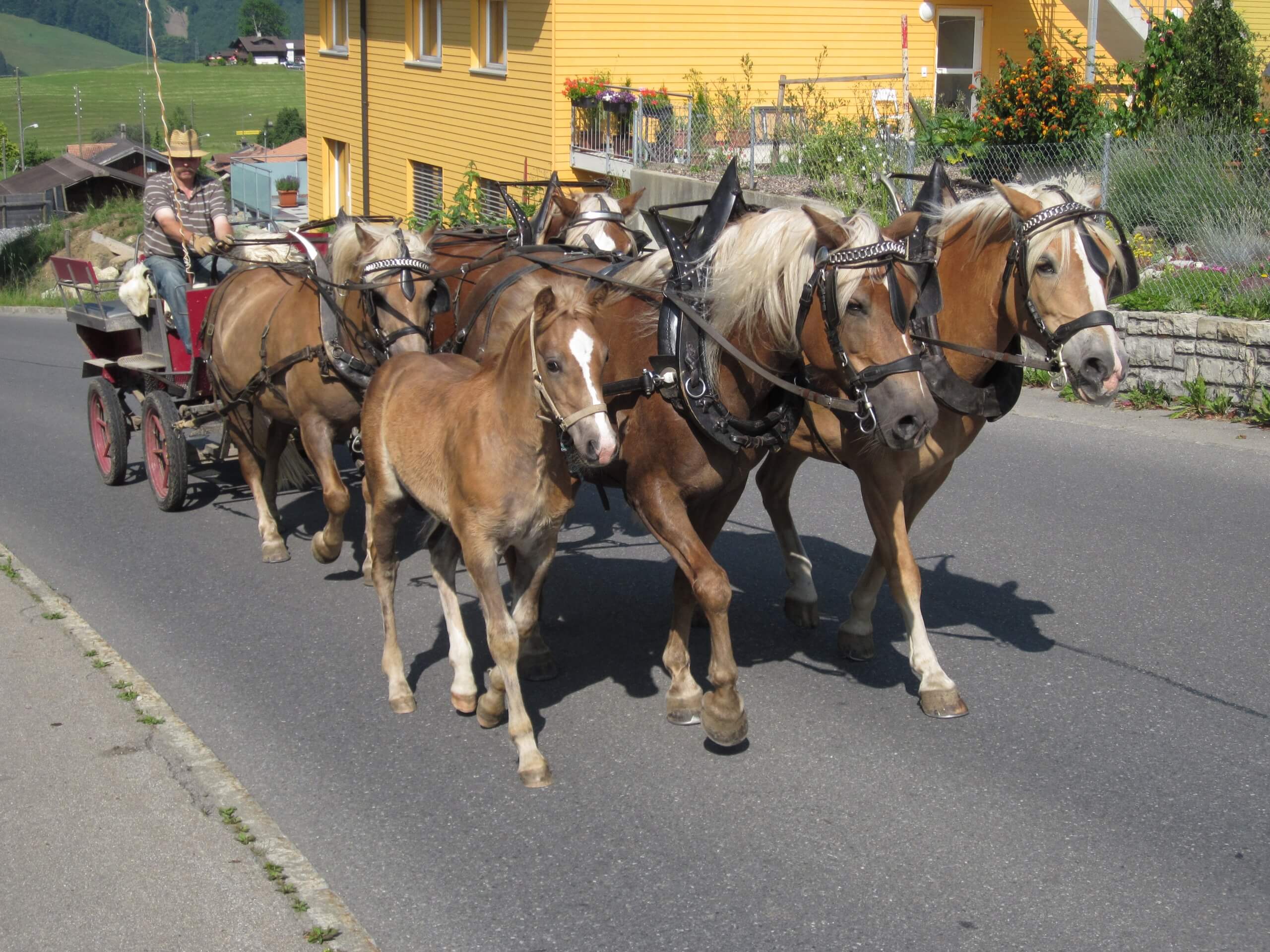 aeschi-kutschenfahrt-pferde-sommer-dorfrundfahrt