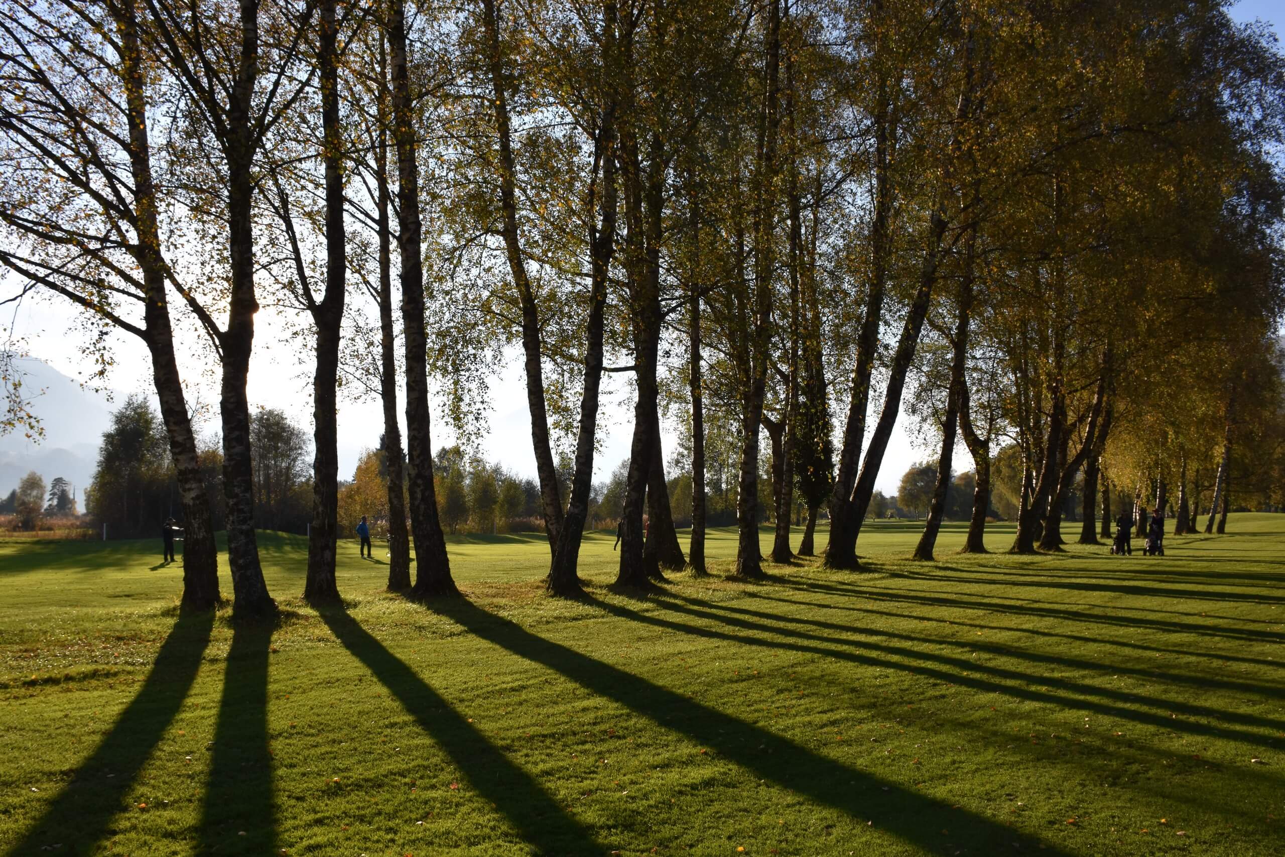 unterseen-golfplatz-baeume-sommer