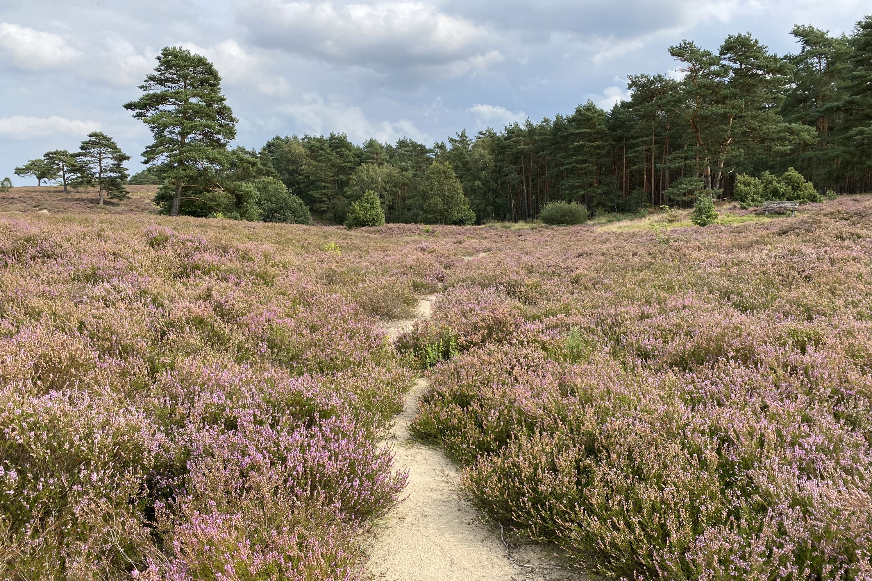 Heideblüten-Barometer: Heideblüte 2024 | Lüneburger Heide