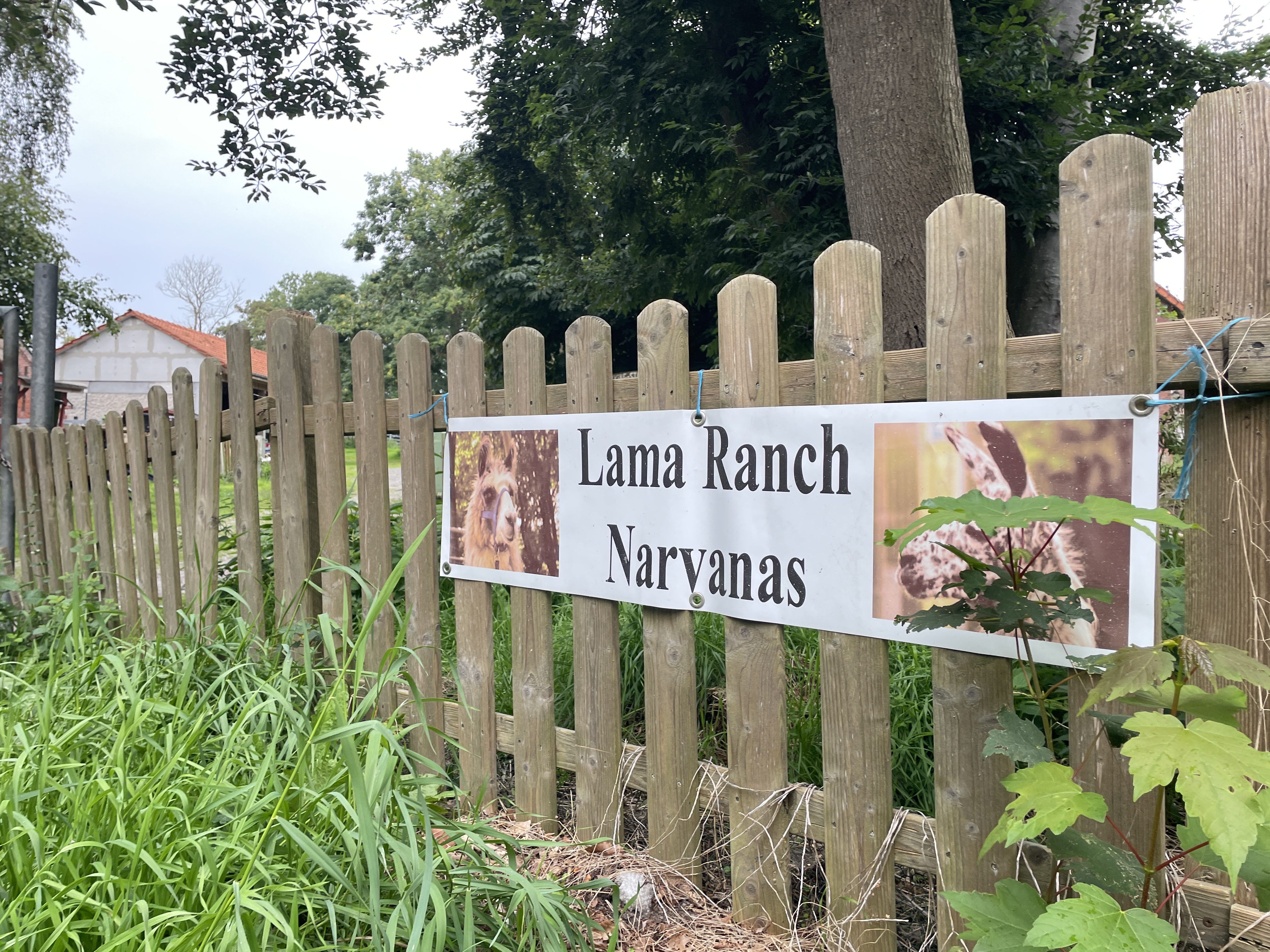 Lama Ranch Narvanas