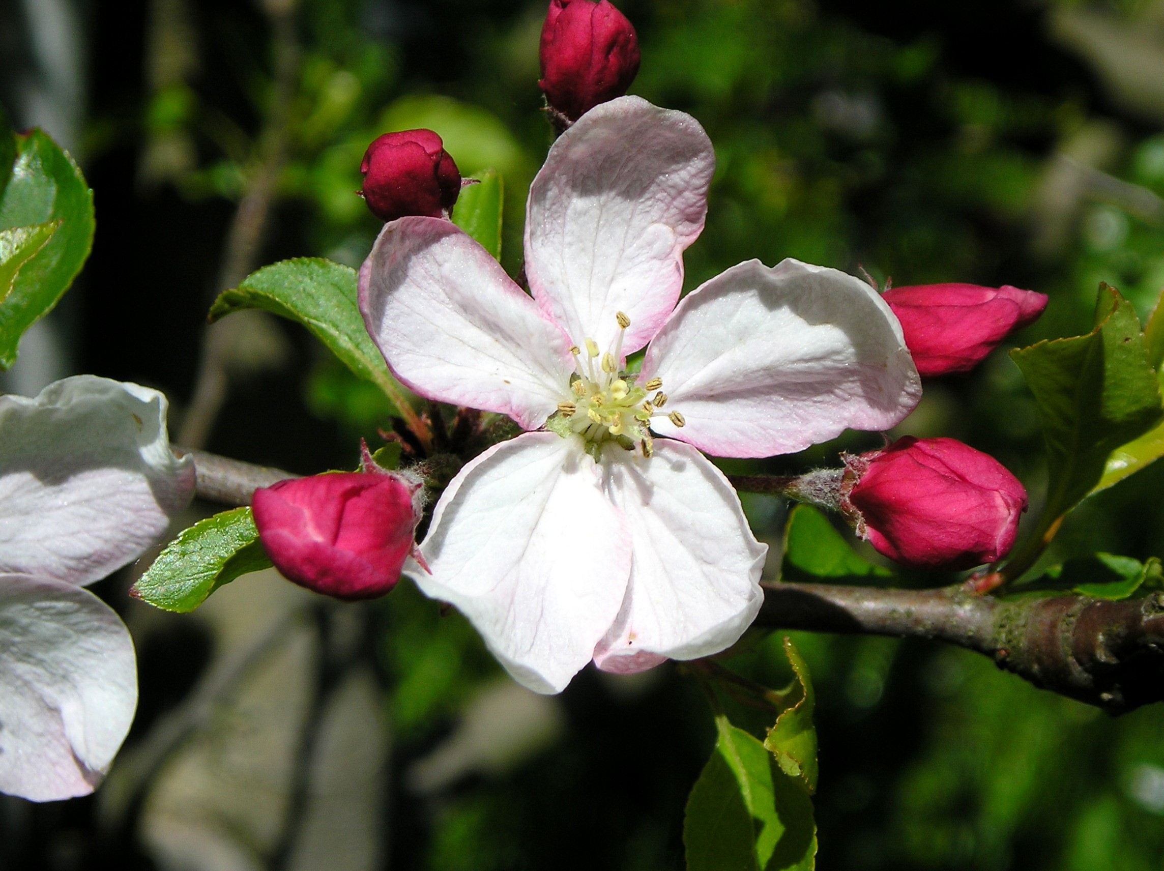 Obstbaumblüte_Apfel Rewena.JPG
