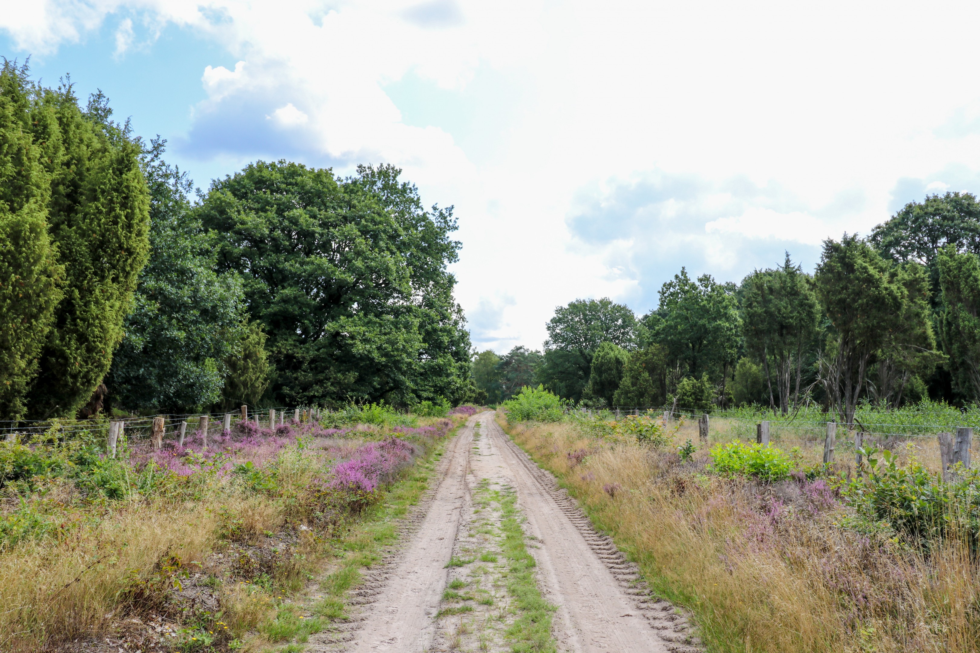 Wacholderpatt – Hümmling-Pfade