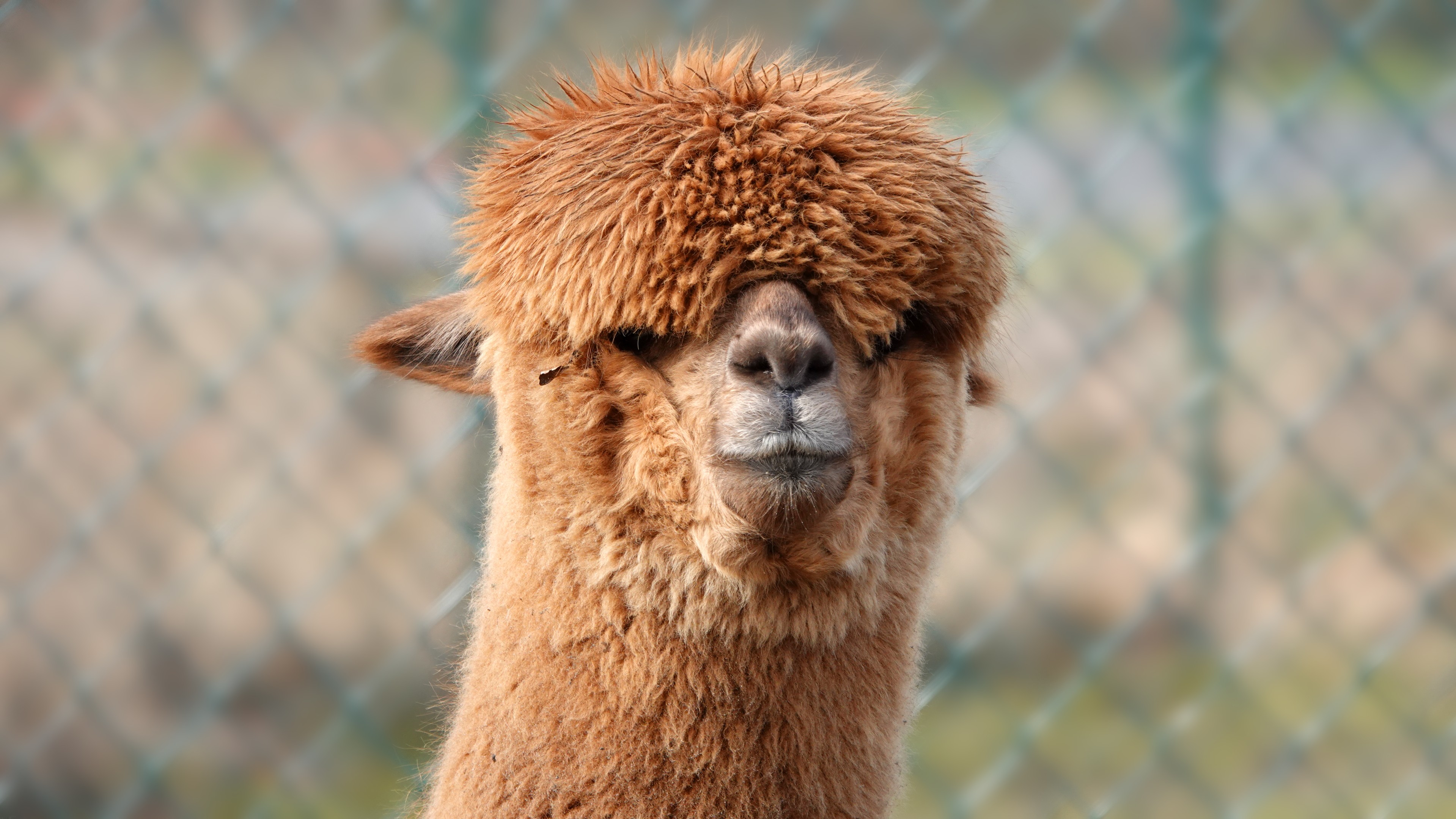 Робот порно Олар әйелдердің көзінше жұлқынып, сықылды