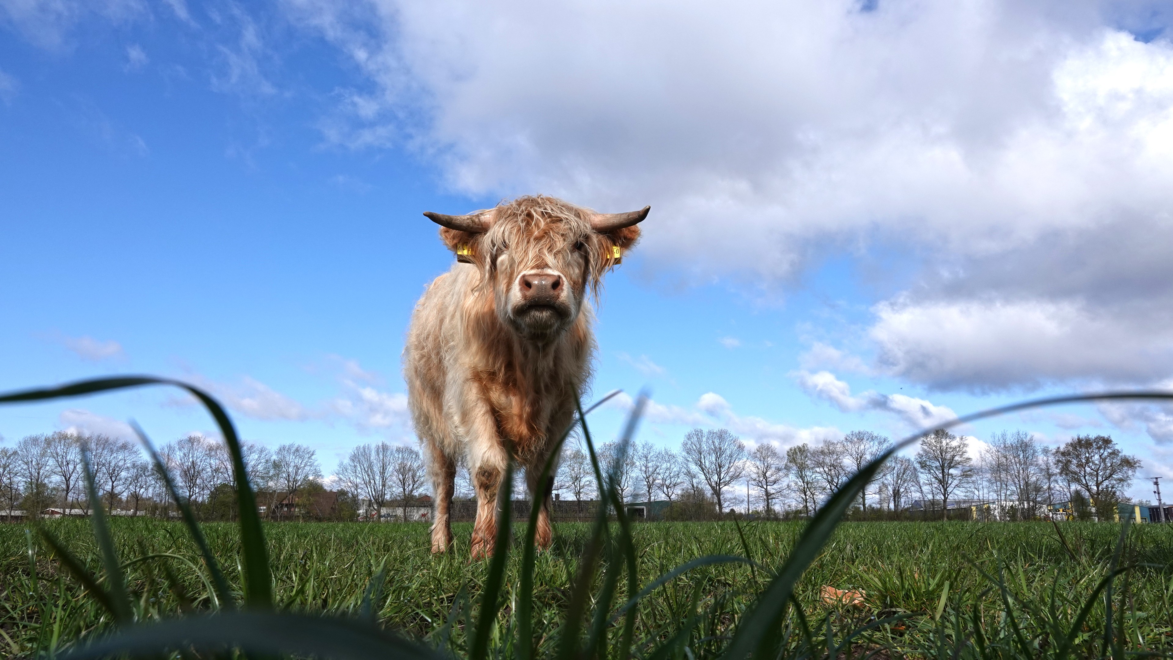 Порно: ит стиліндегі әйел, артында келе жатқан ер адам
