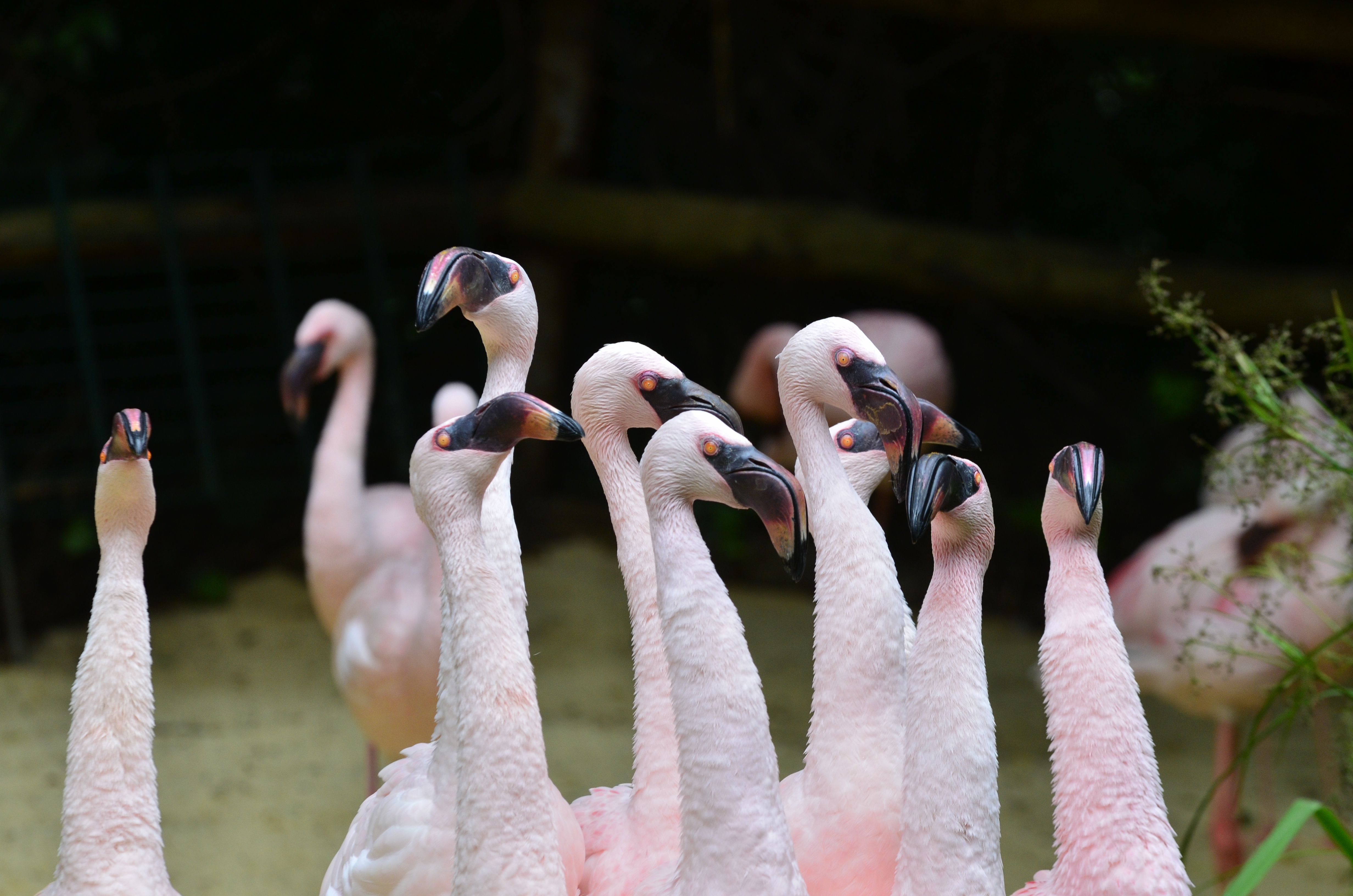 Flamingos im Zoo Aschersleben