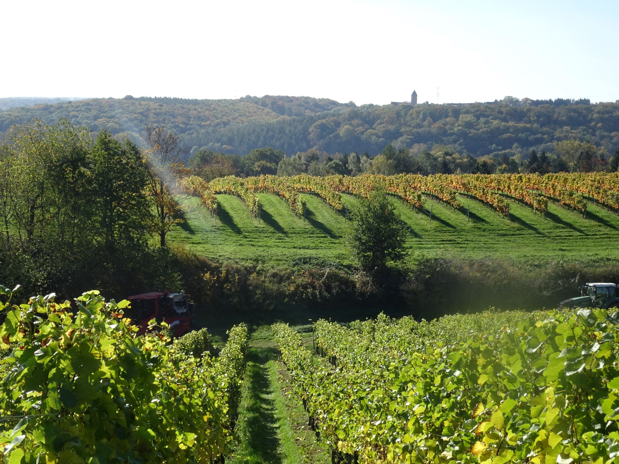 Weinroute an der Weißen Elster – Motiv