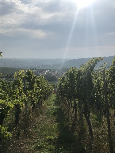 Weingut Eisele in Hessigheim