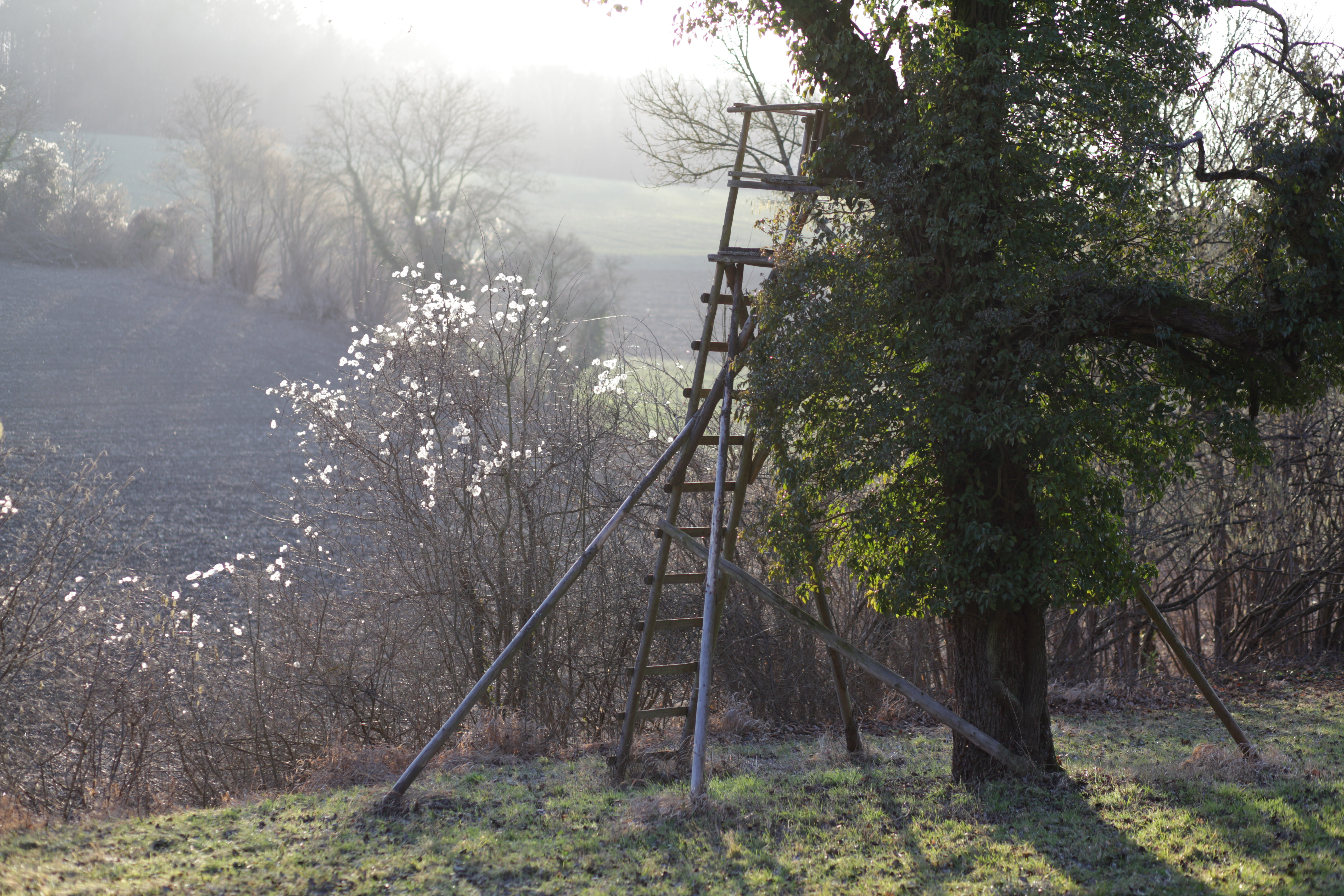 Wald am Hühnerbüschle