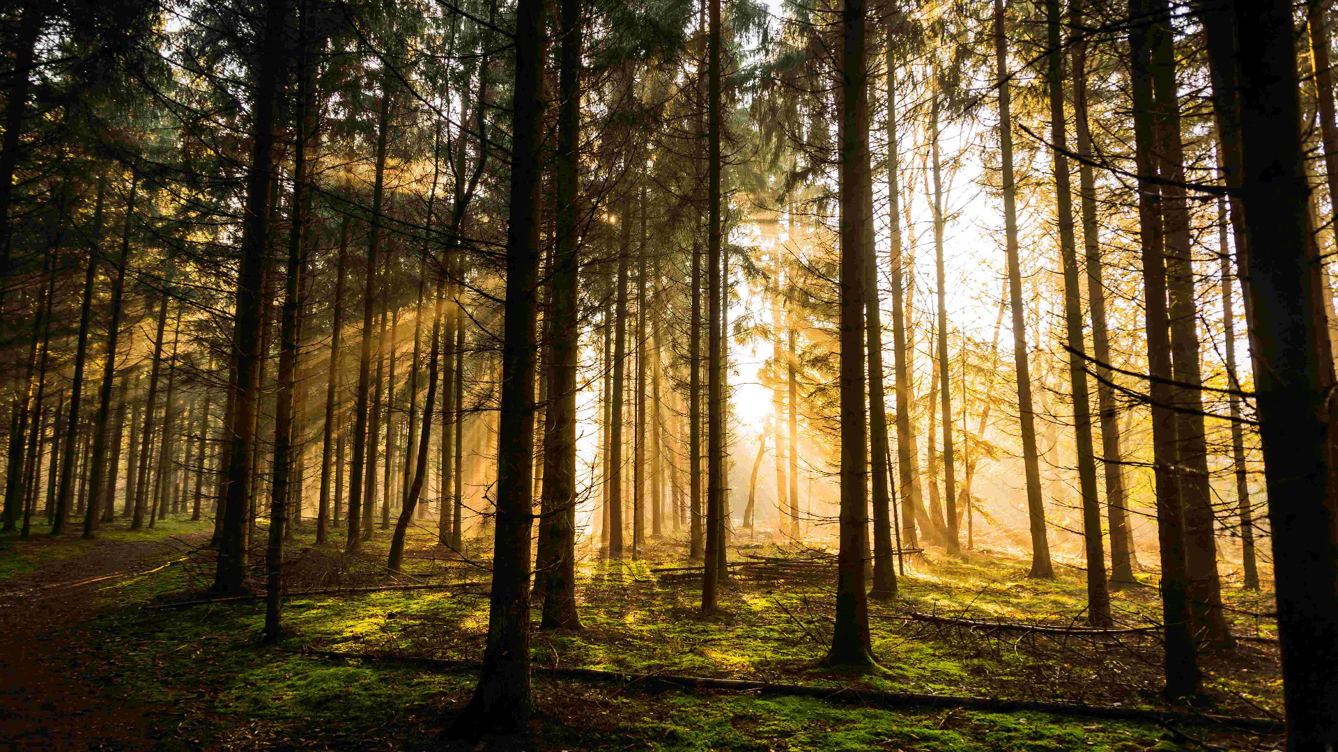 Freizeitgebiet Großes Holz