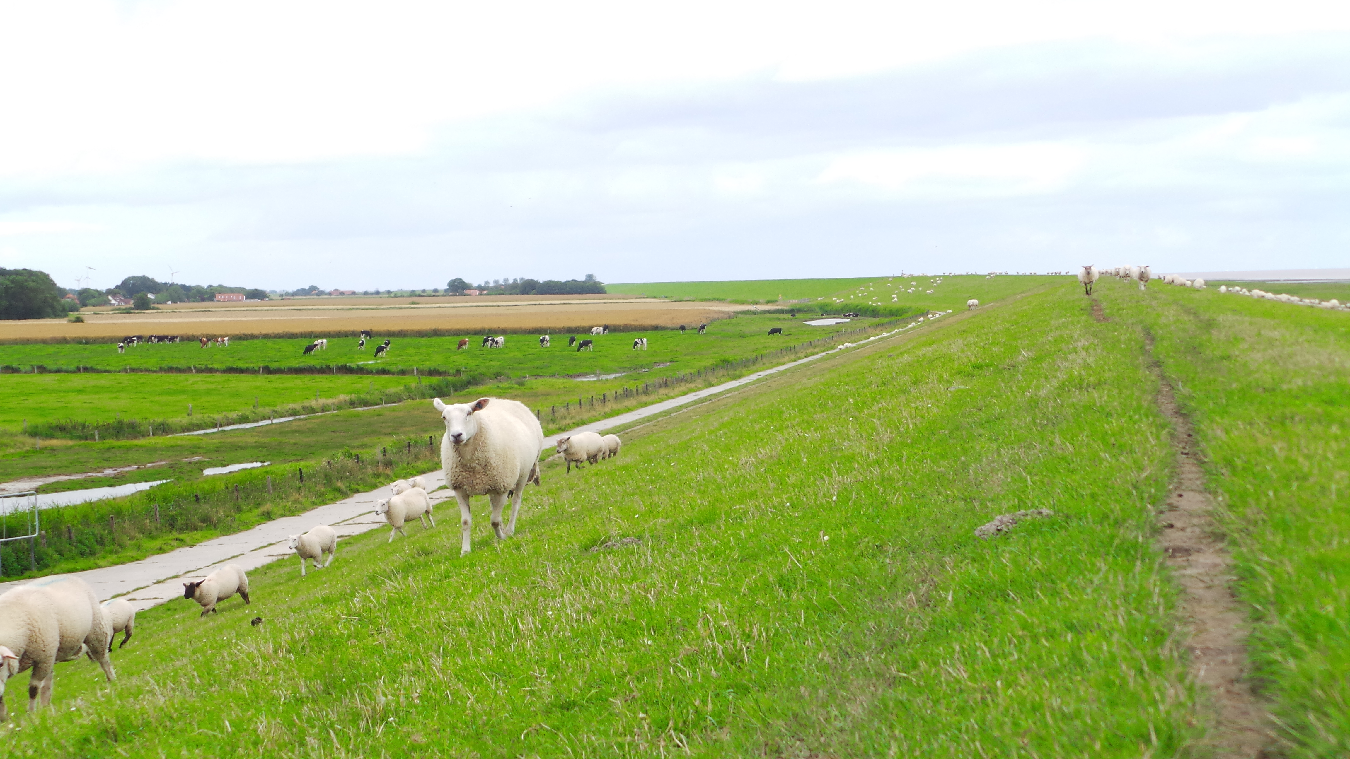 Radtour am Wattenmeer