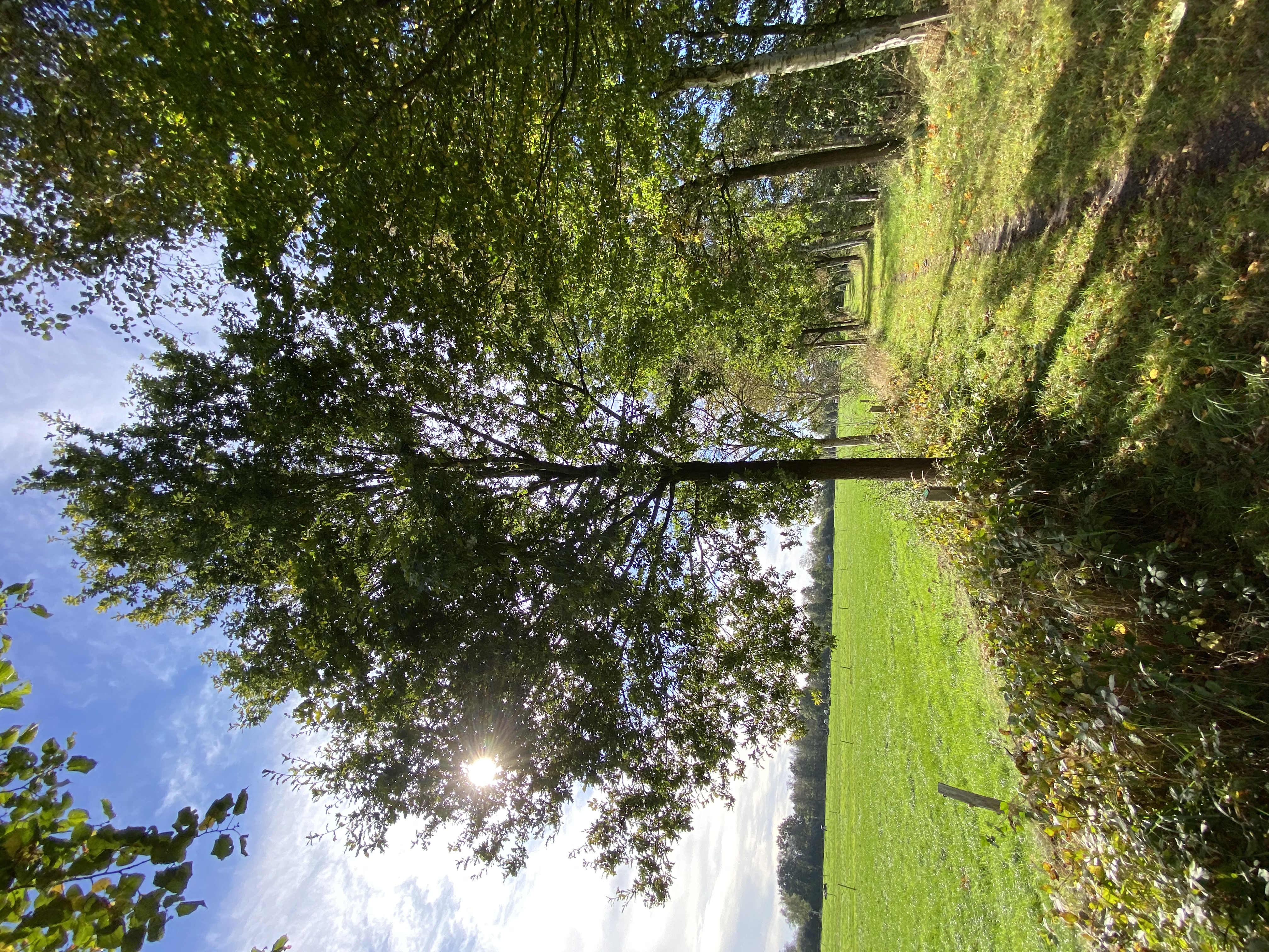 Baumlehrpfad
