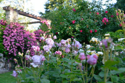 Rosarium Everdings Mühle "Garten aller Sinne"
