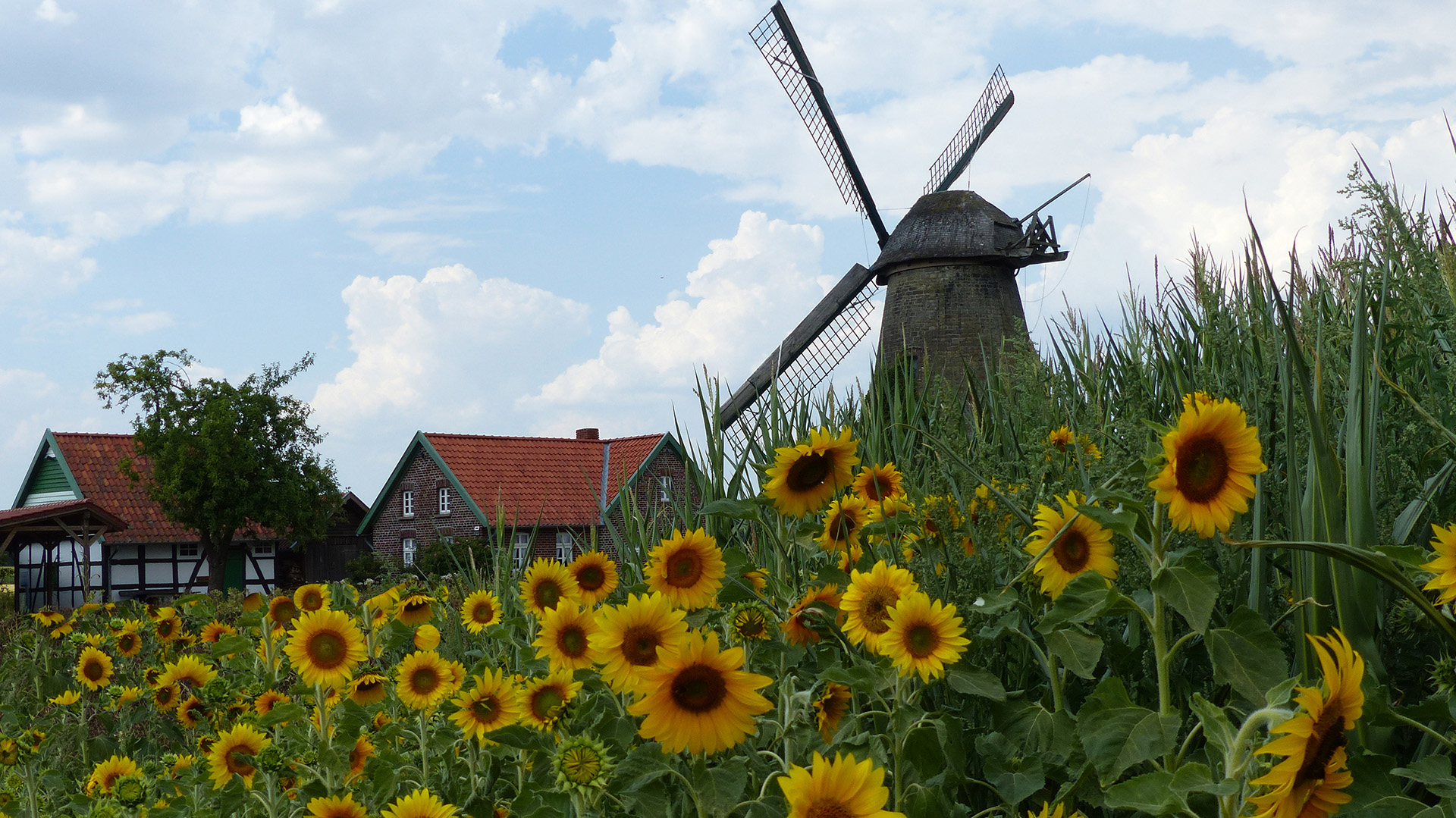 Westhoyeler Wallholländer Windmühle