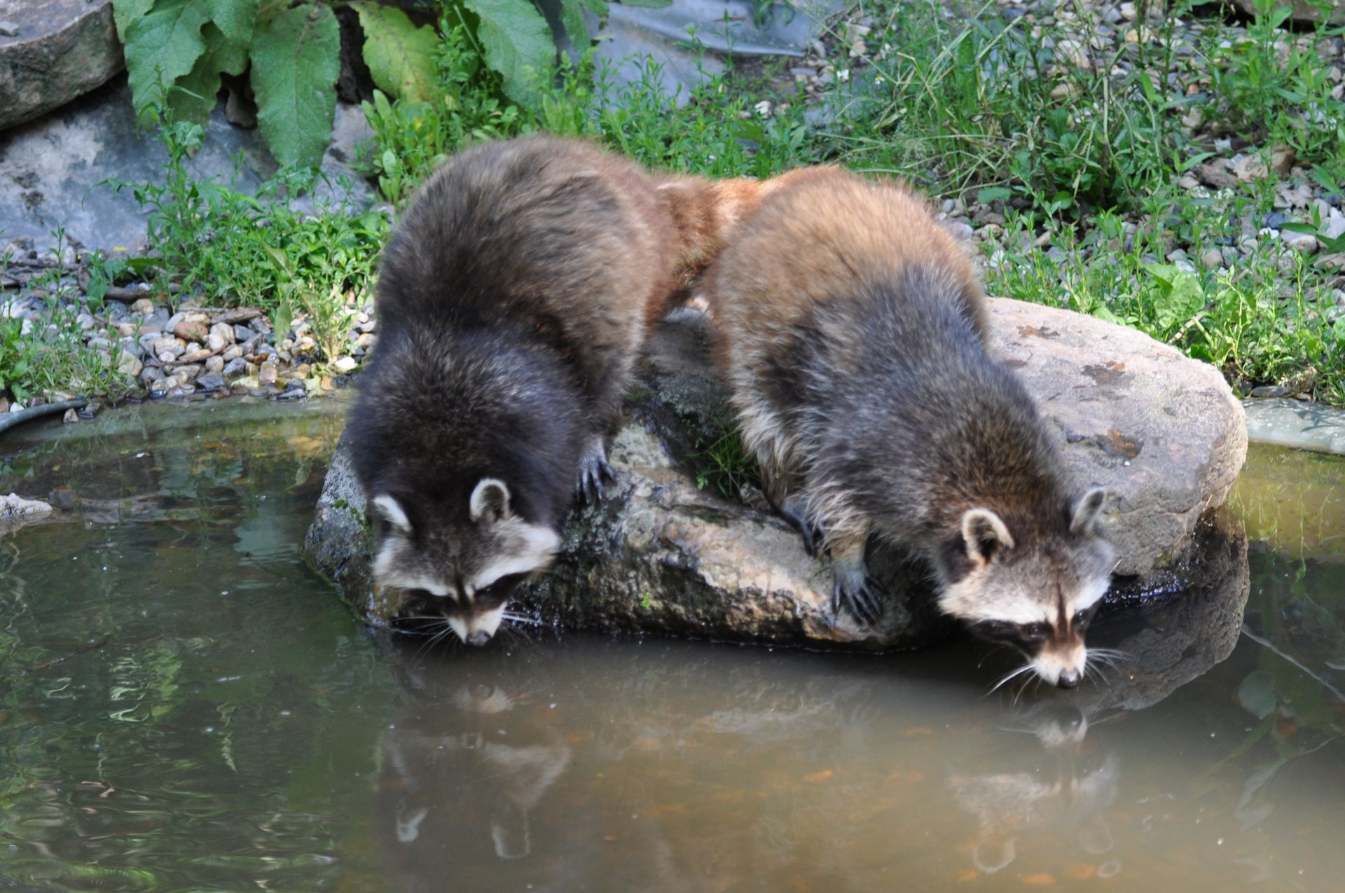 Waschbären